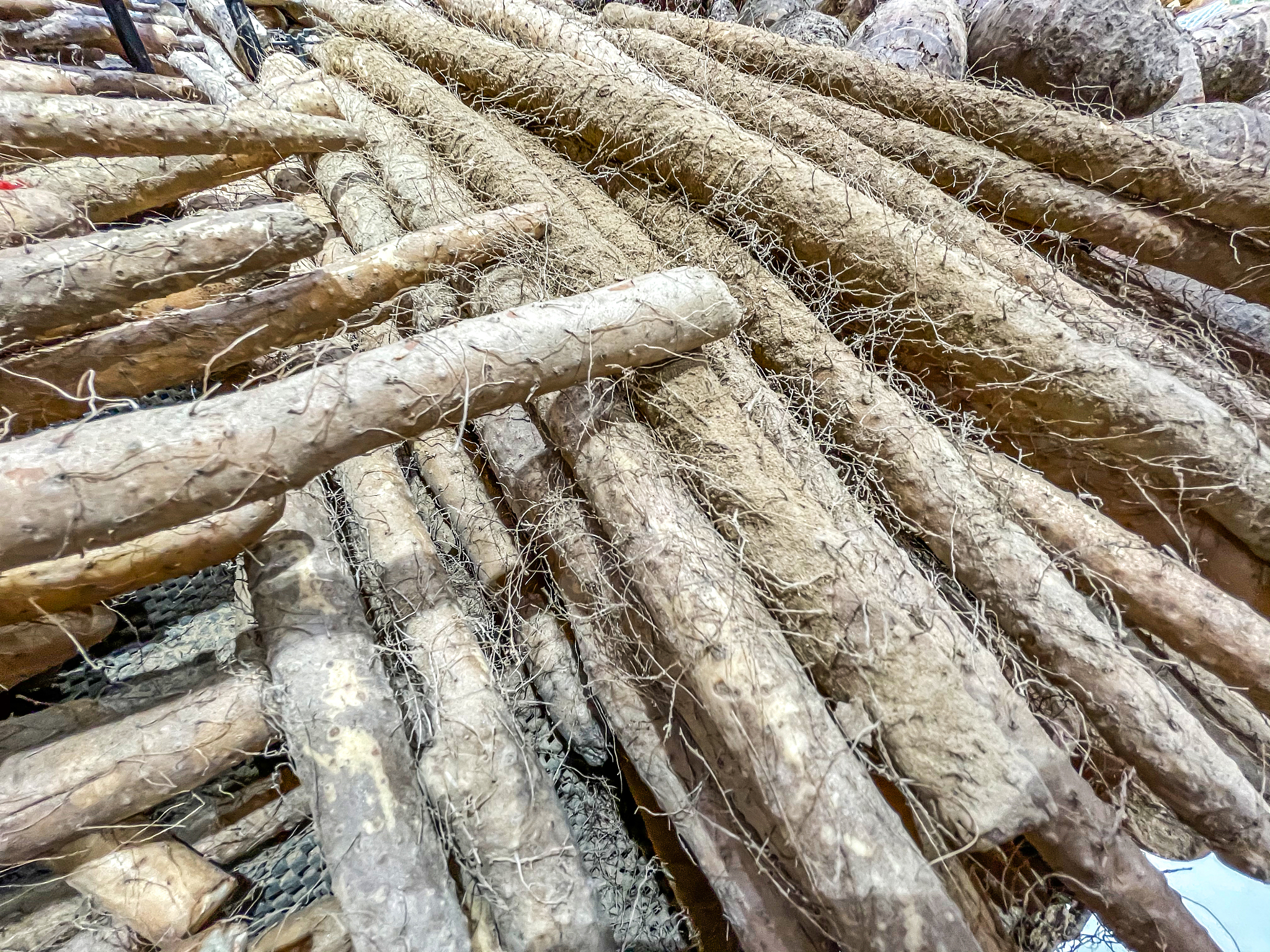 正宗铁棍山药产地及特征介绍 - 焦作特产