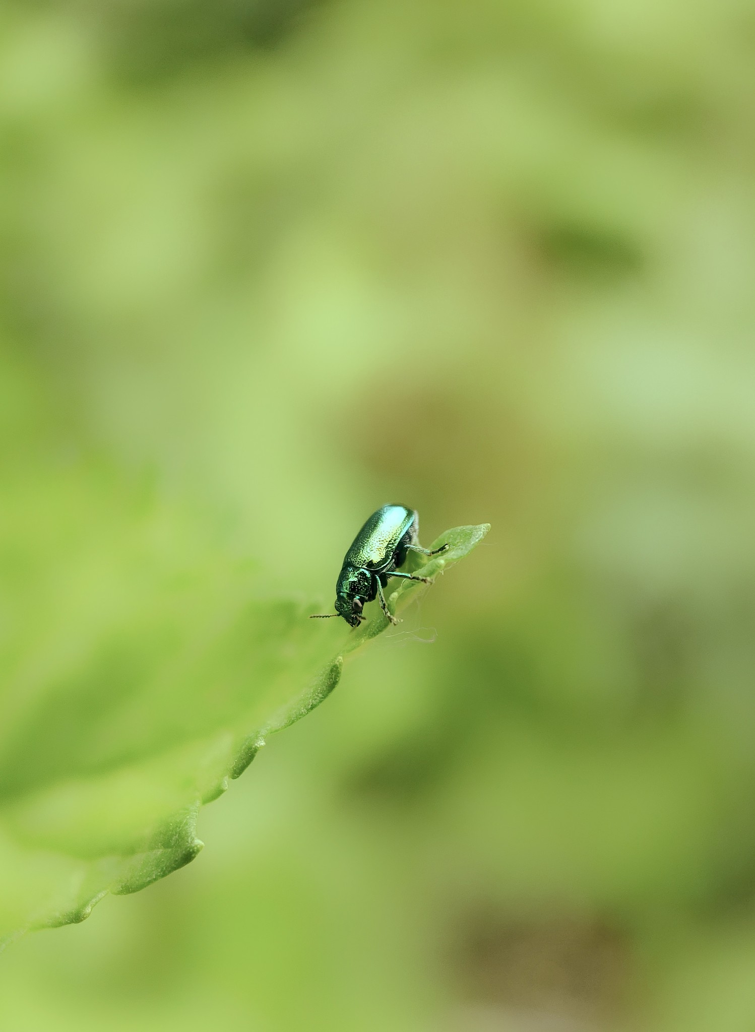 二次元女生属性标签大全：可爱、清新、活泼等20种常见属性