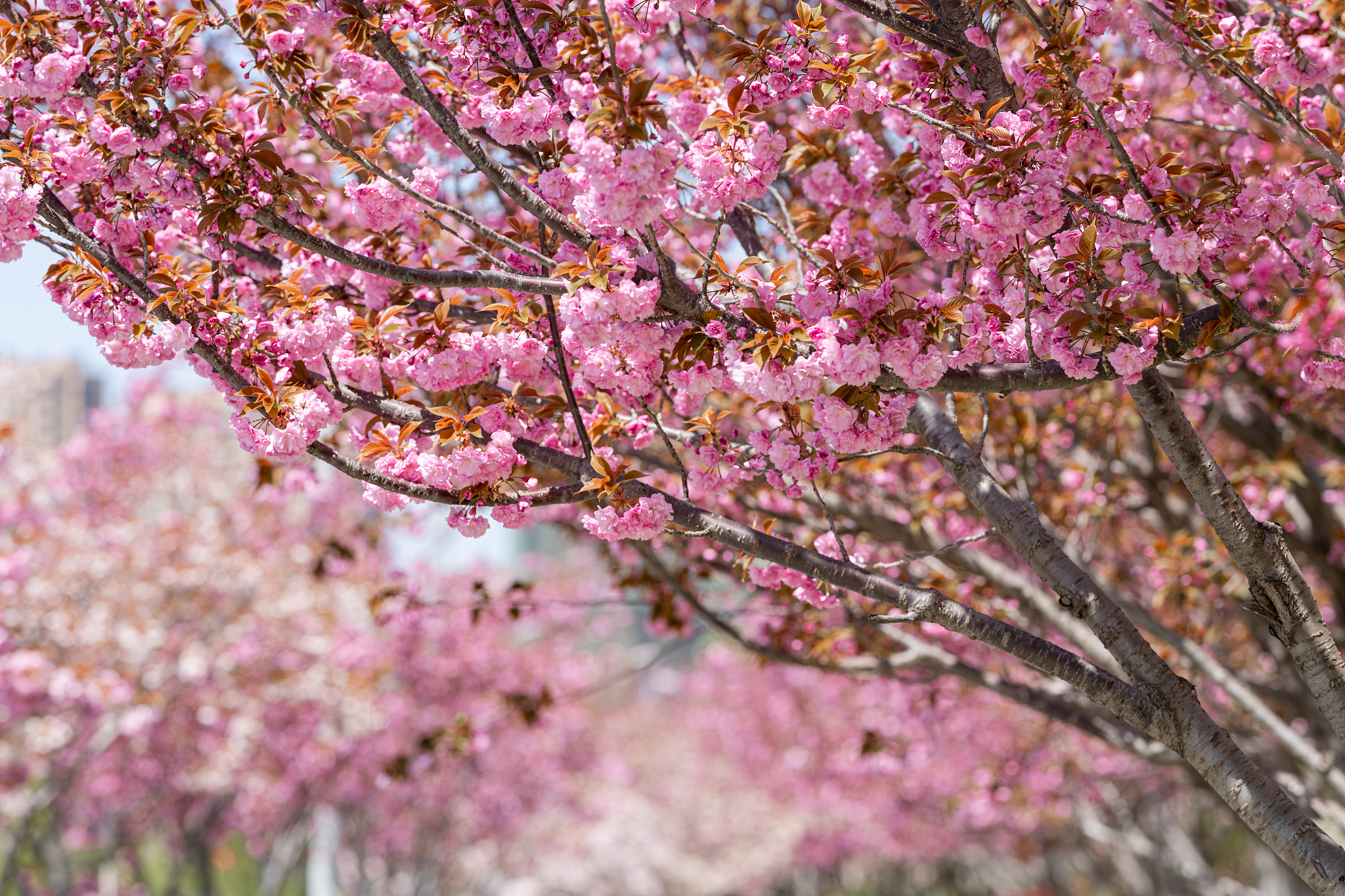 北京哪里能赏樱花