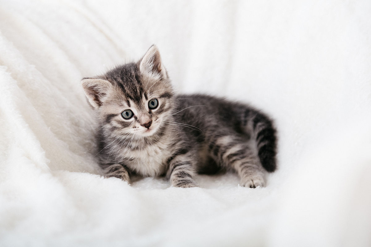 条纹虎斑小猫.美丽的毛茸茸的灰色小猫的肖像.猫,动物宝宝,大眼睛的小