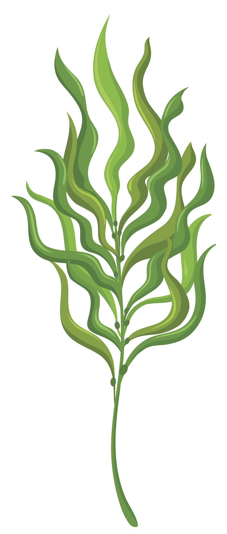 plant with long leaves