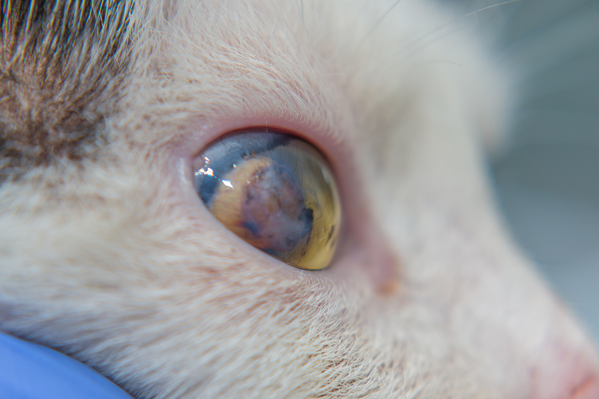 猫杯状病毒病：病因、症状、传播和预防