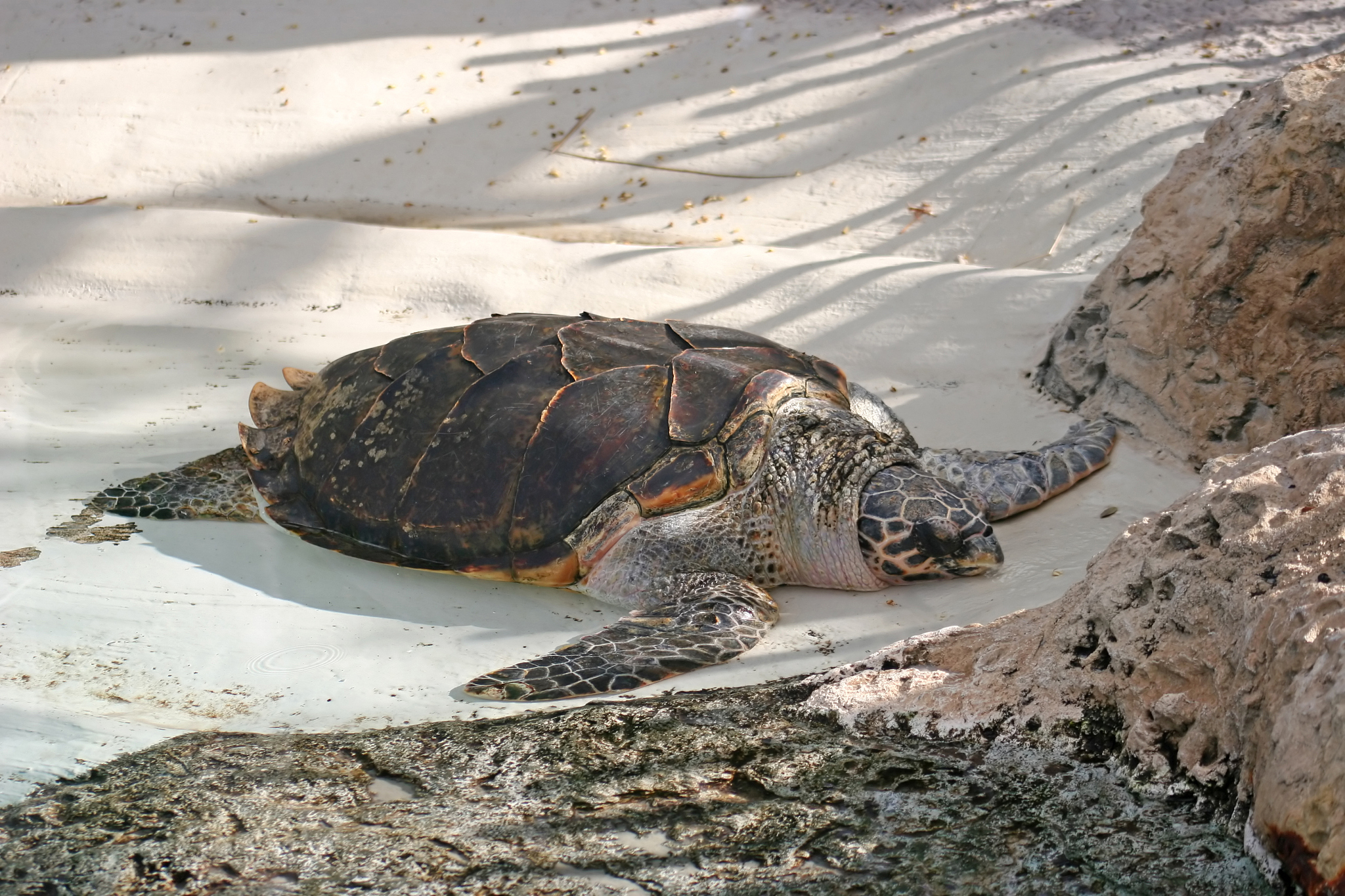 turtle