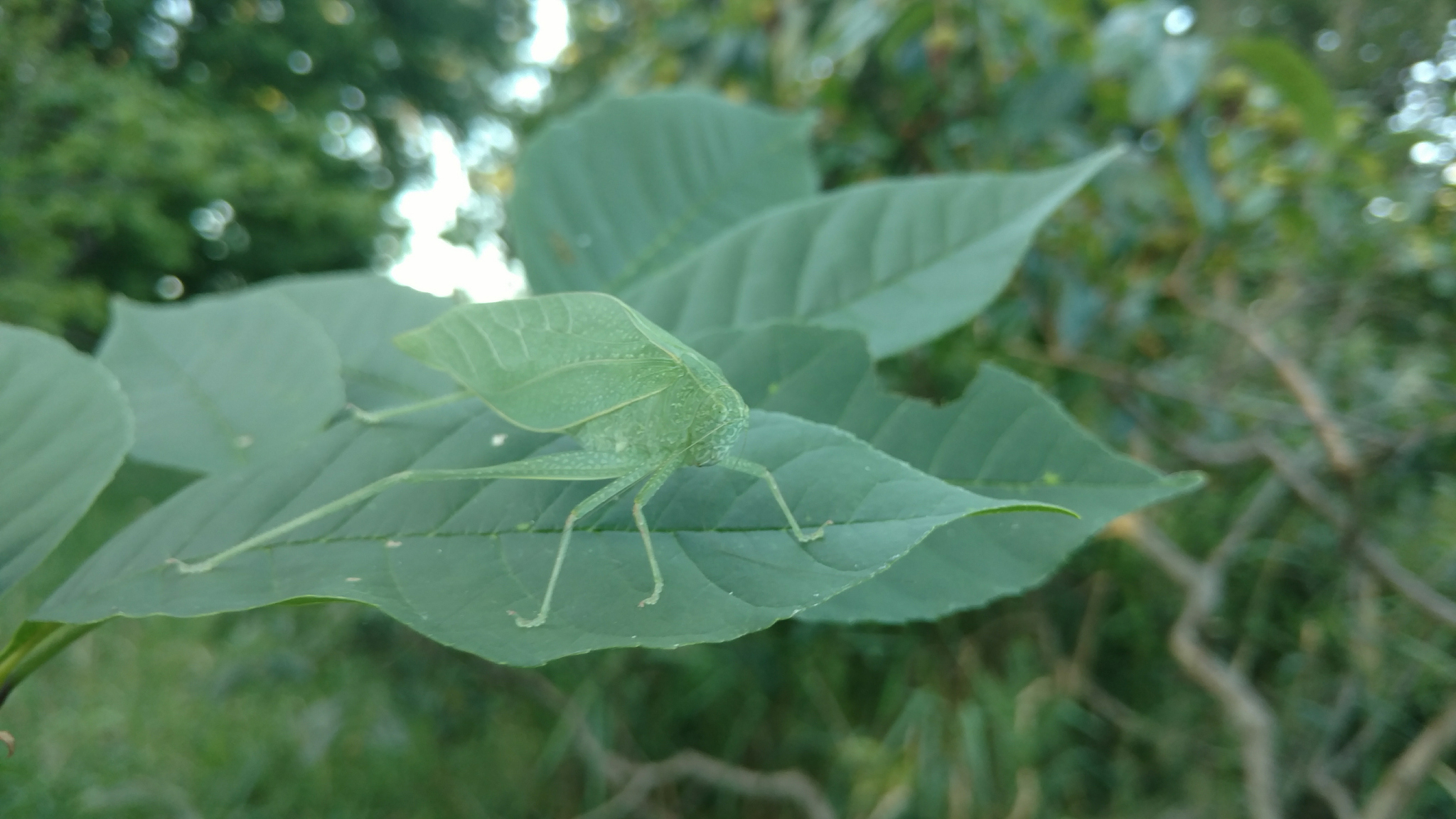 close-up of plant