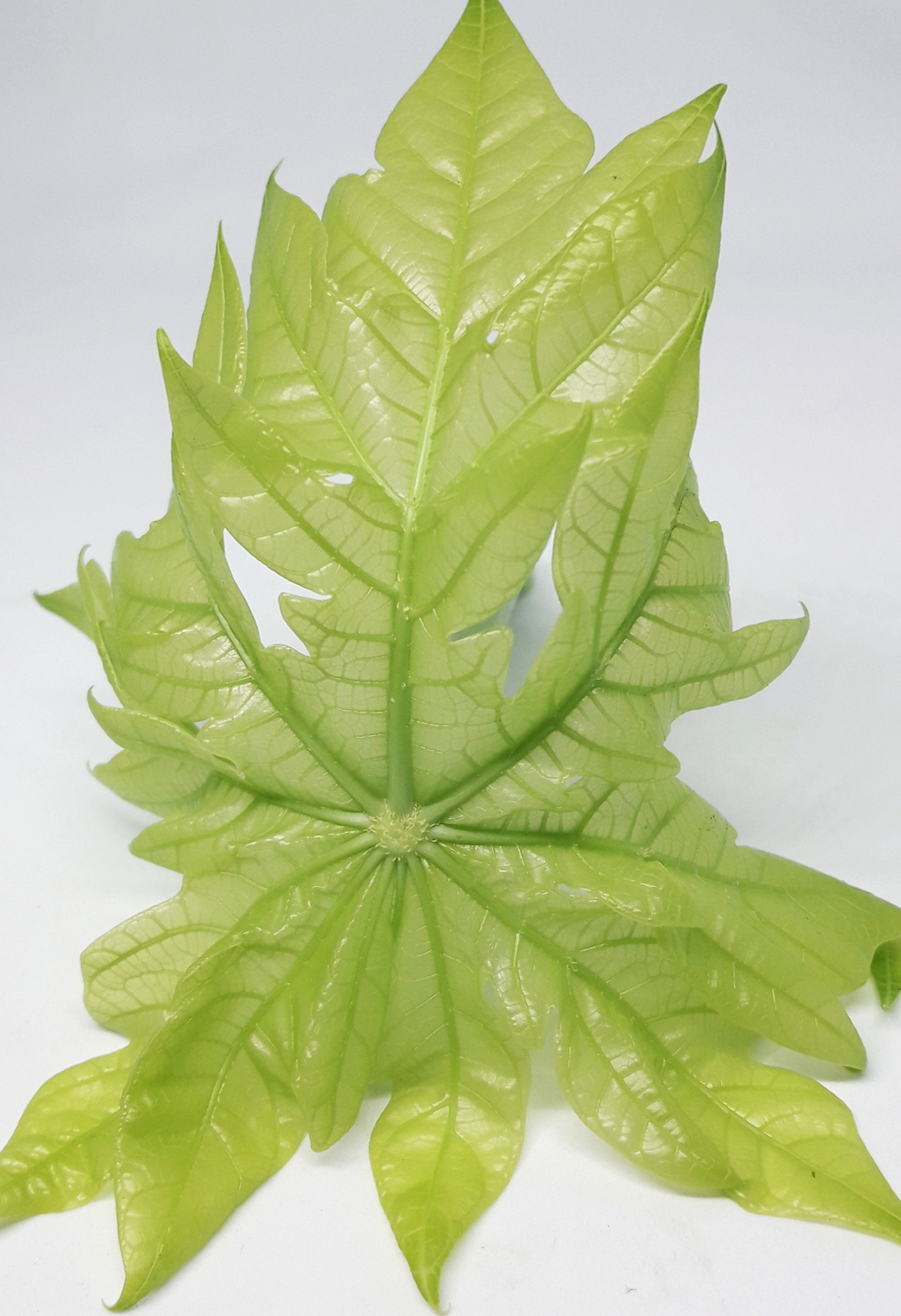 papaya leaf