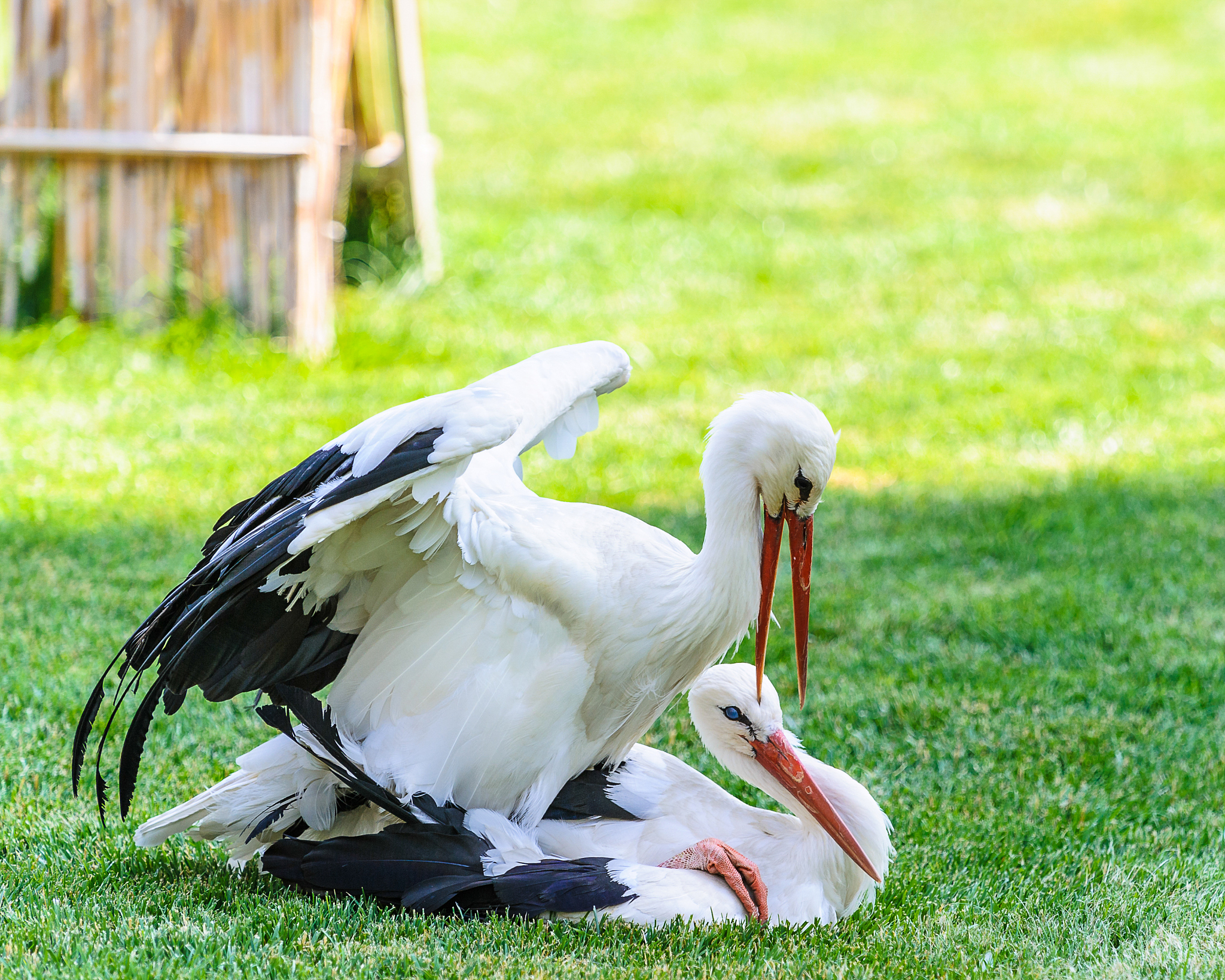 仿照白鹭描写动物，体会语言的魅力