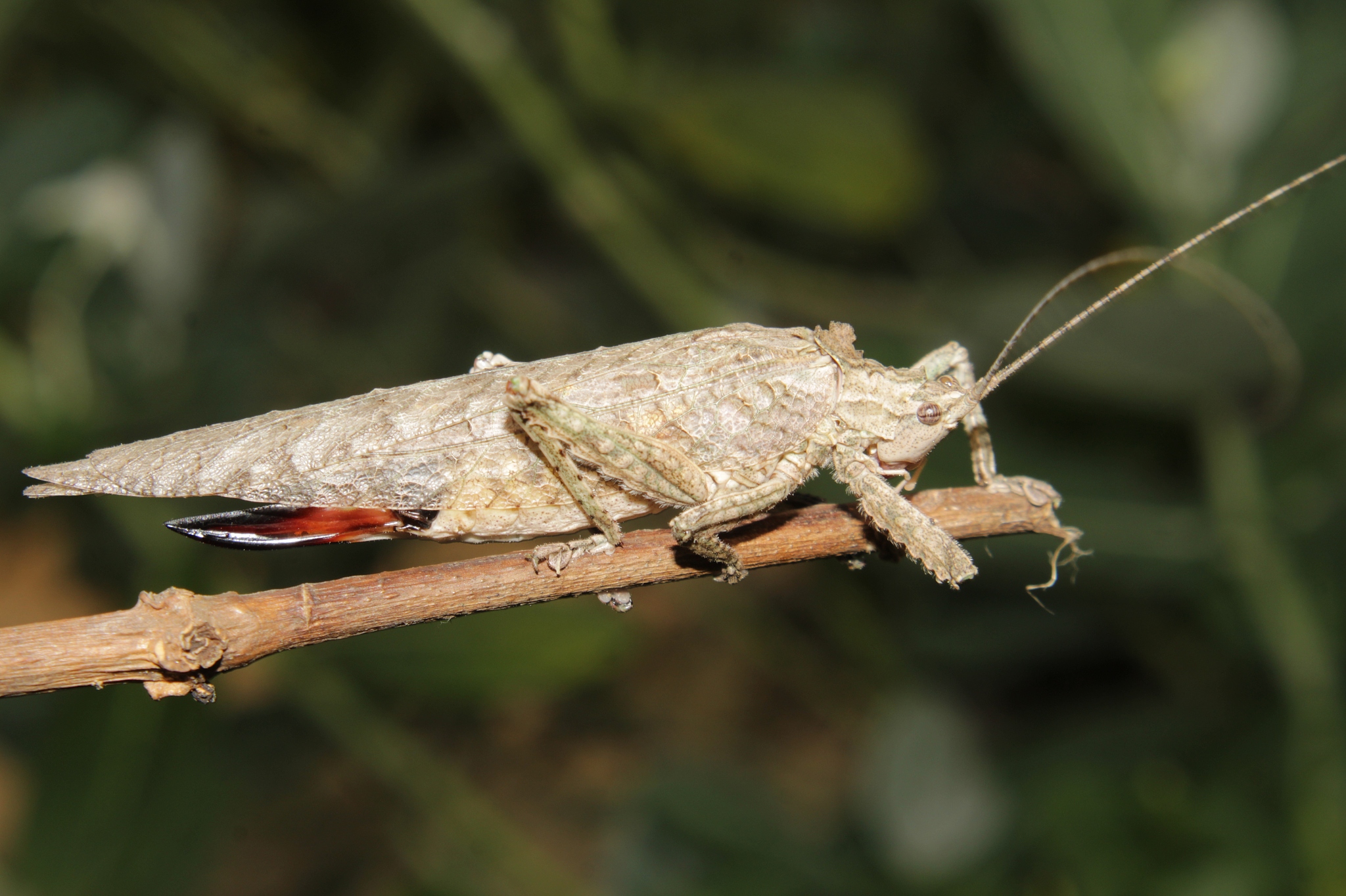locust