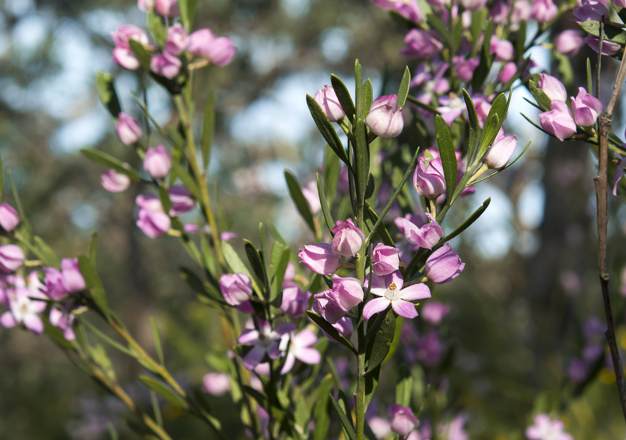 改写并降重：本研究认为生态旅游资源区别于传统旅游资源
