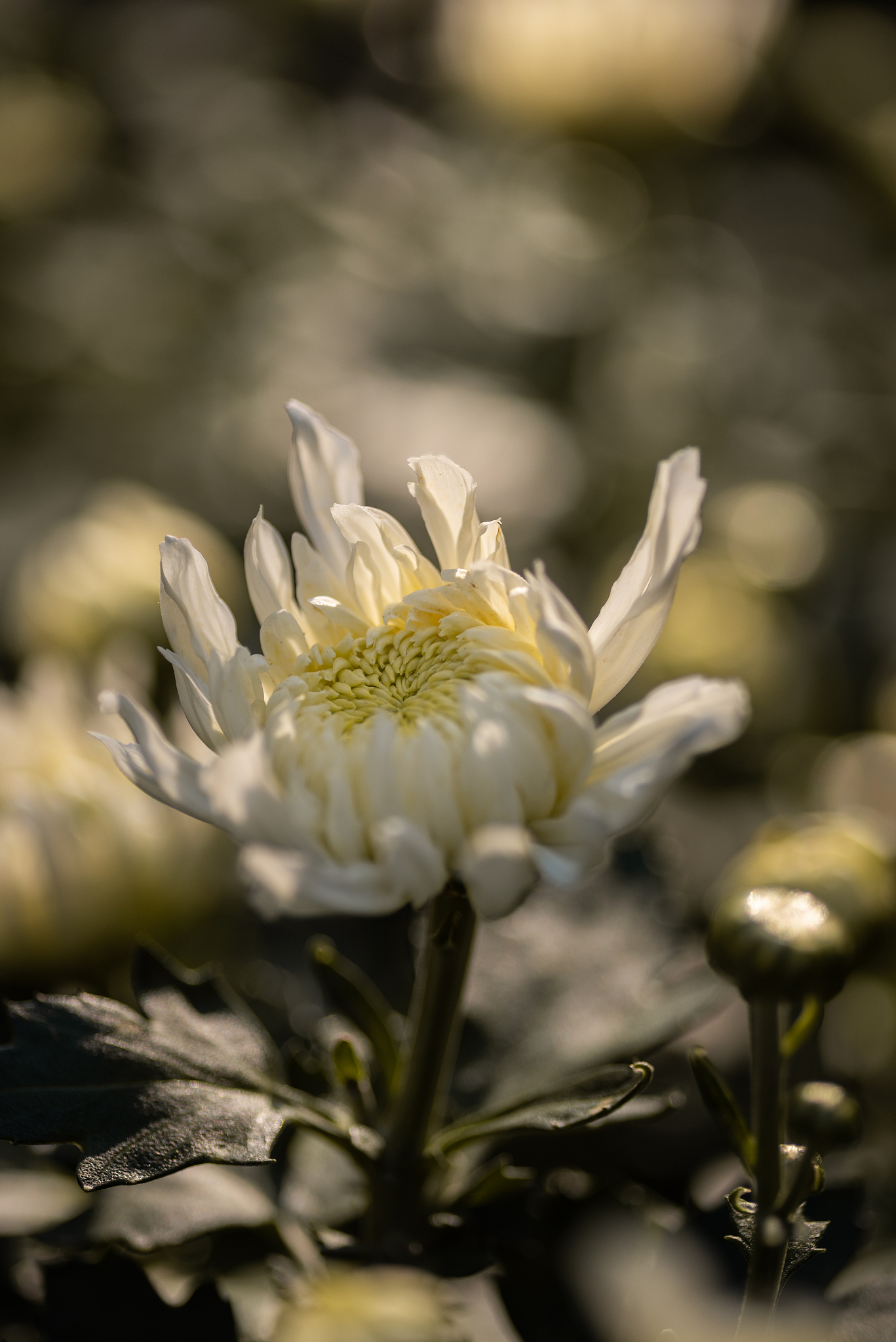 老人去世怎样说节哀词语