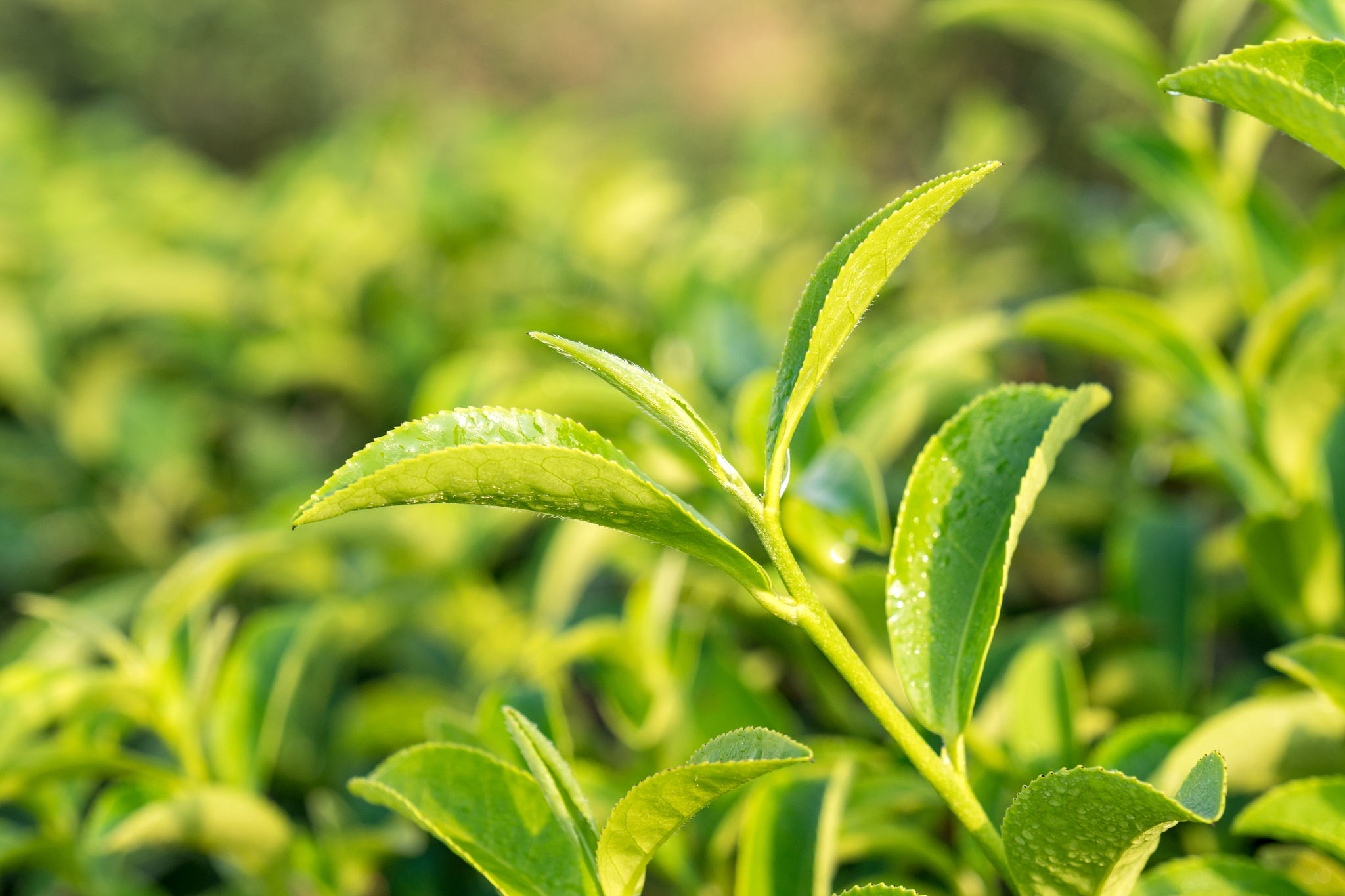 桃心岛茶叶：品味天然，享受美好