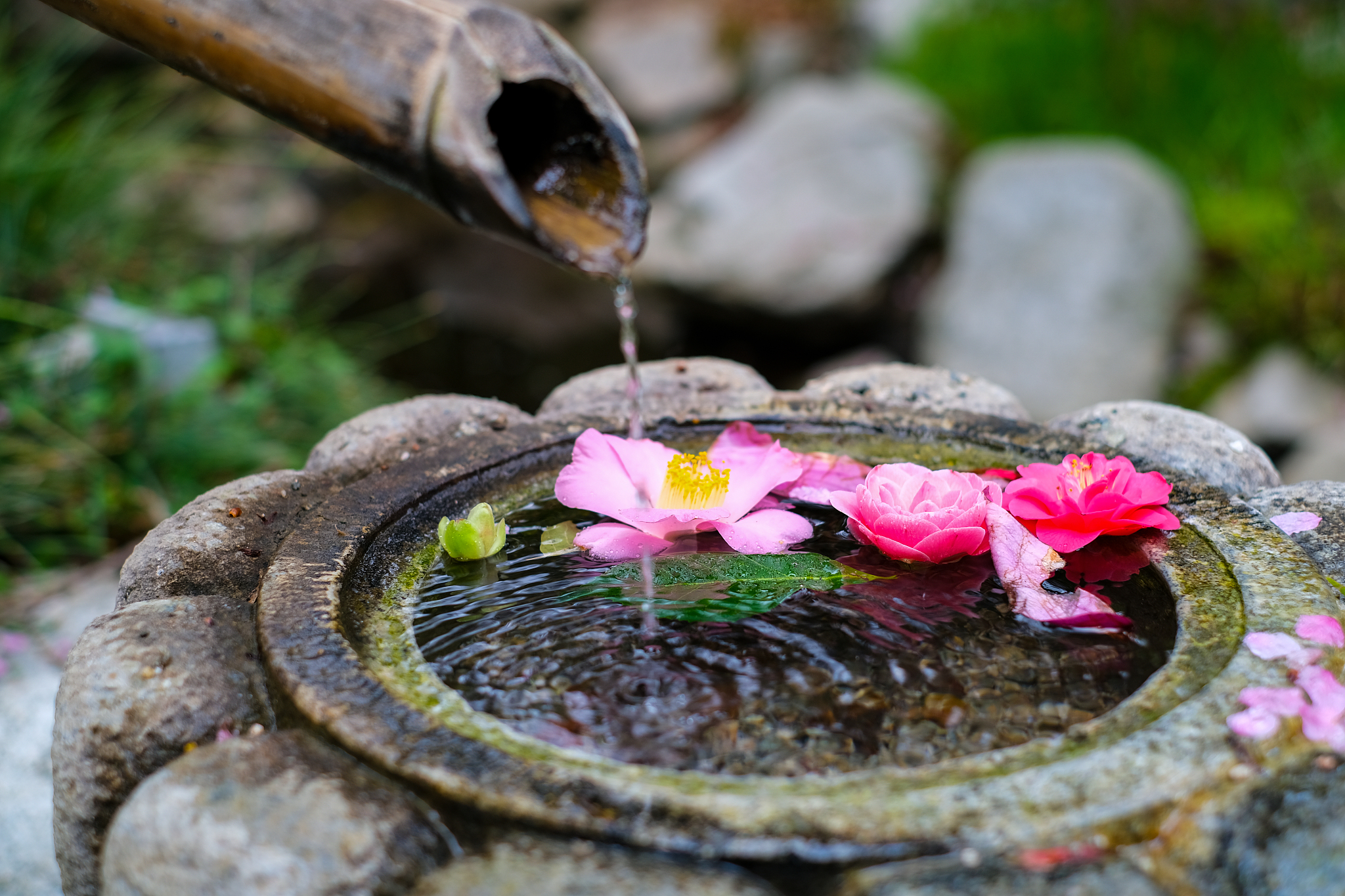 japanese garden 2