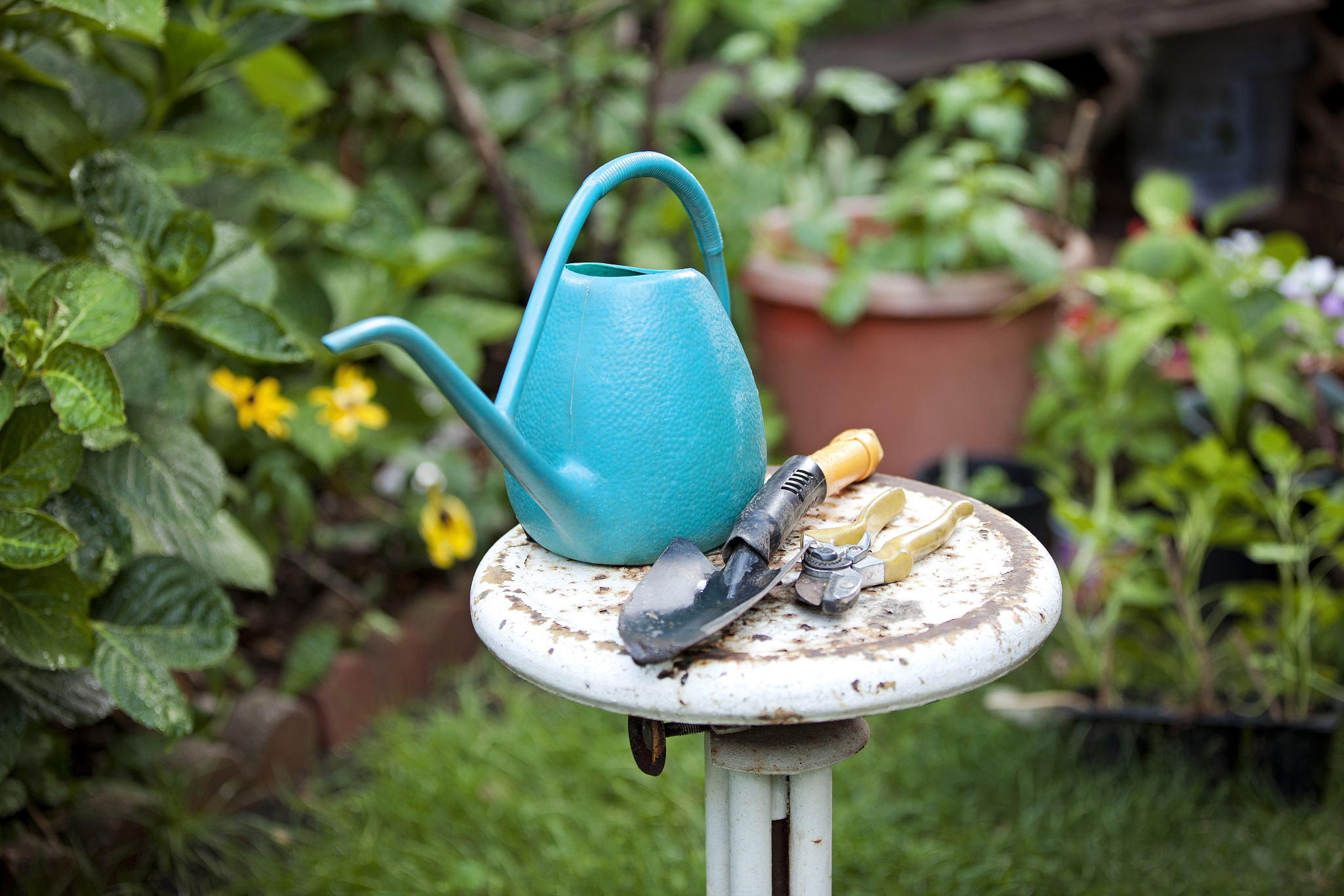 正常情况下植物灯不会在水里。翻译成英语