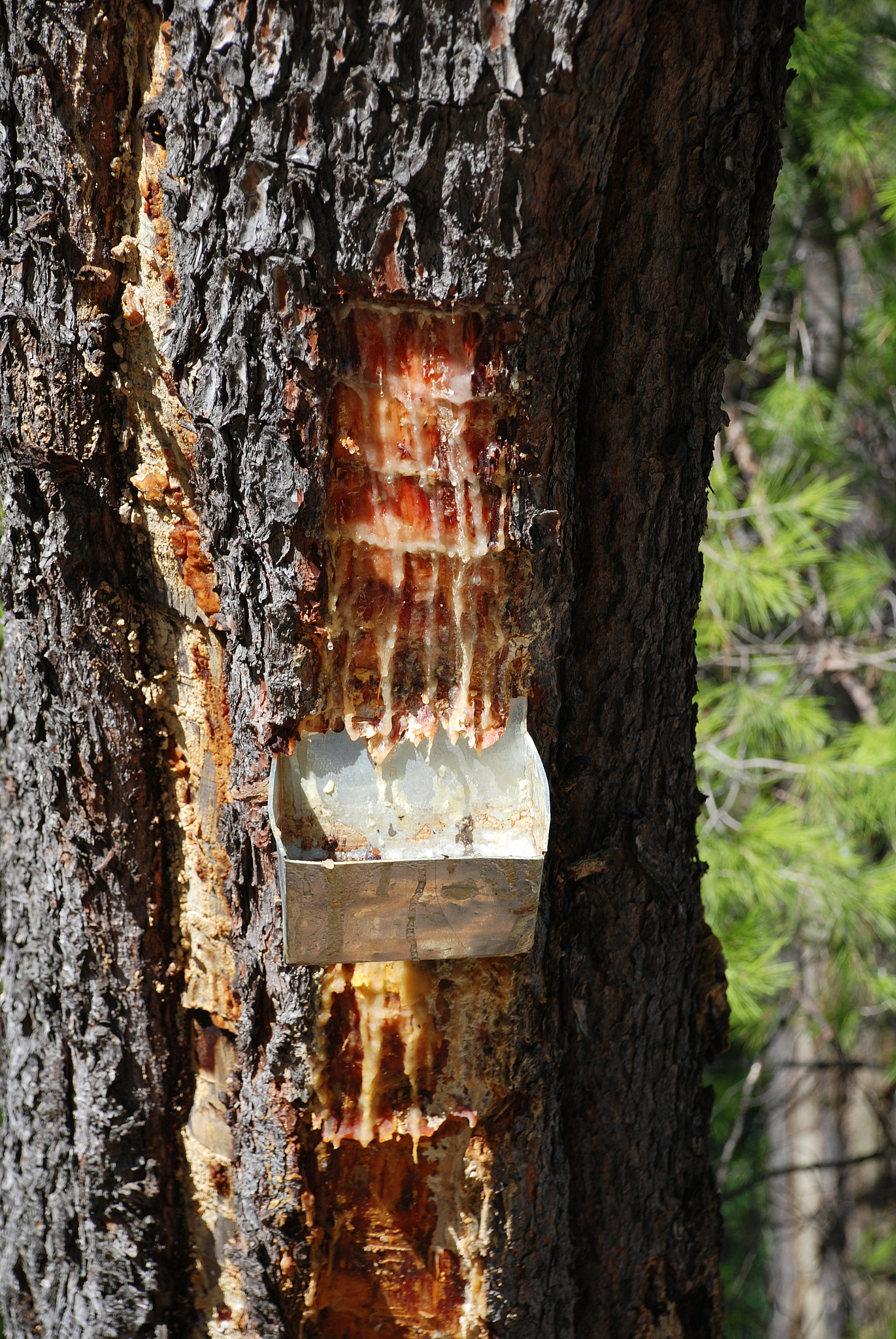 collecting pine resin, alonissos