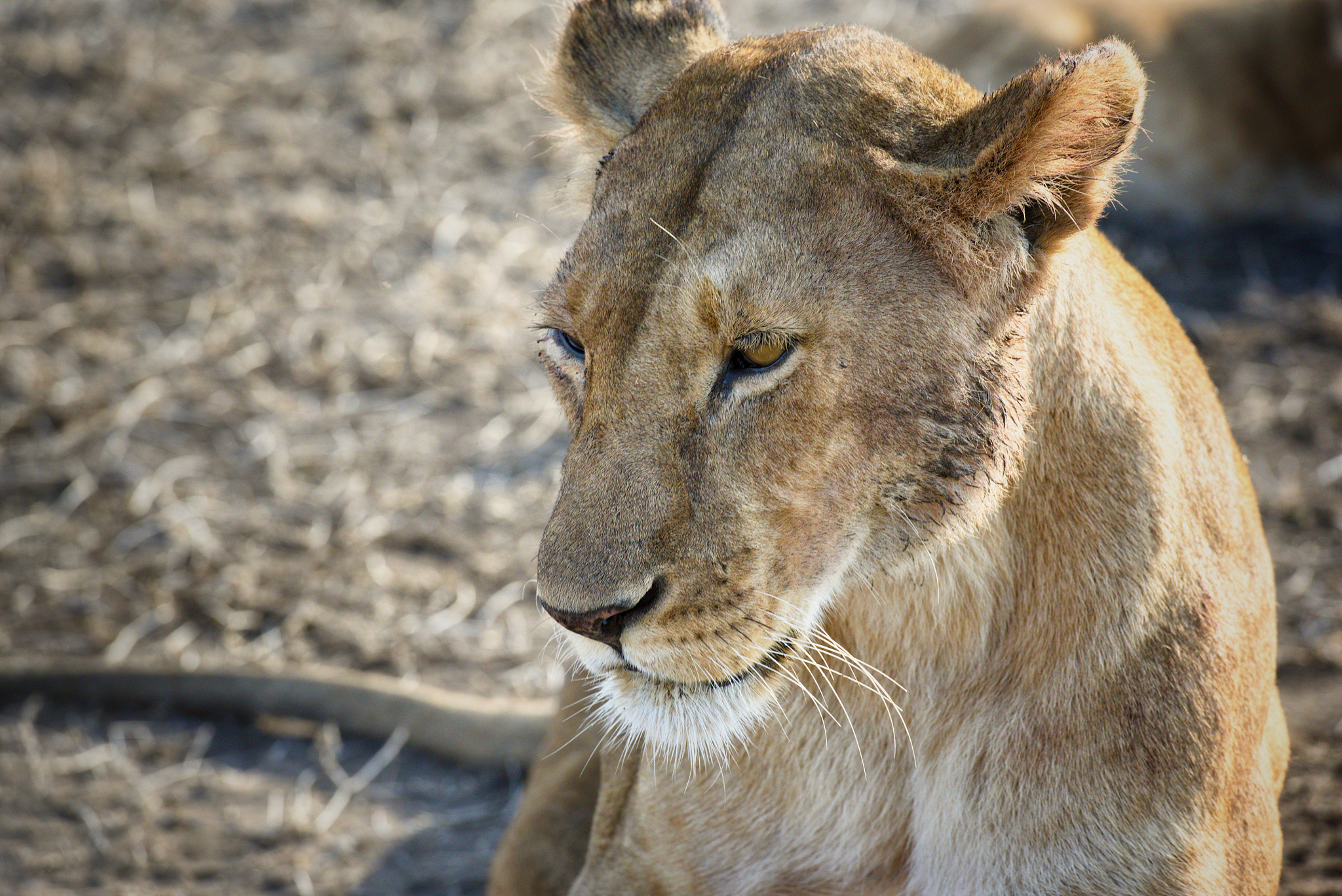 herd of lionesses with their cubs resting after a hard night of 