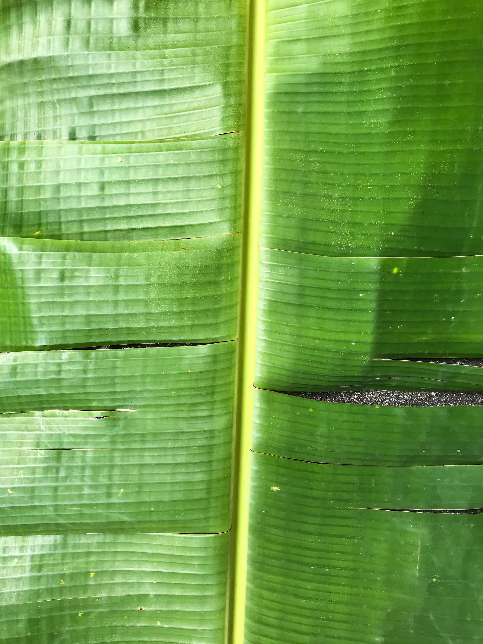 水稻常见病虫害发生现状及防治措施研究综述