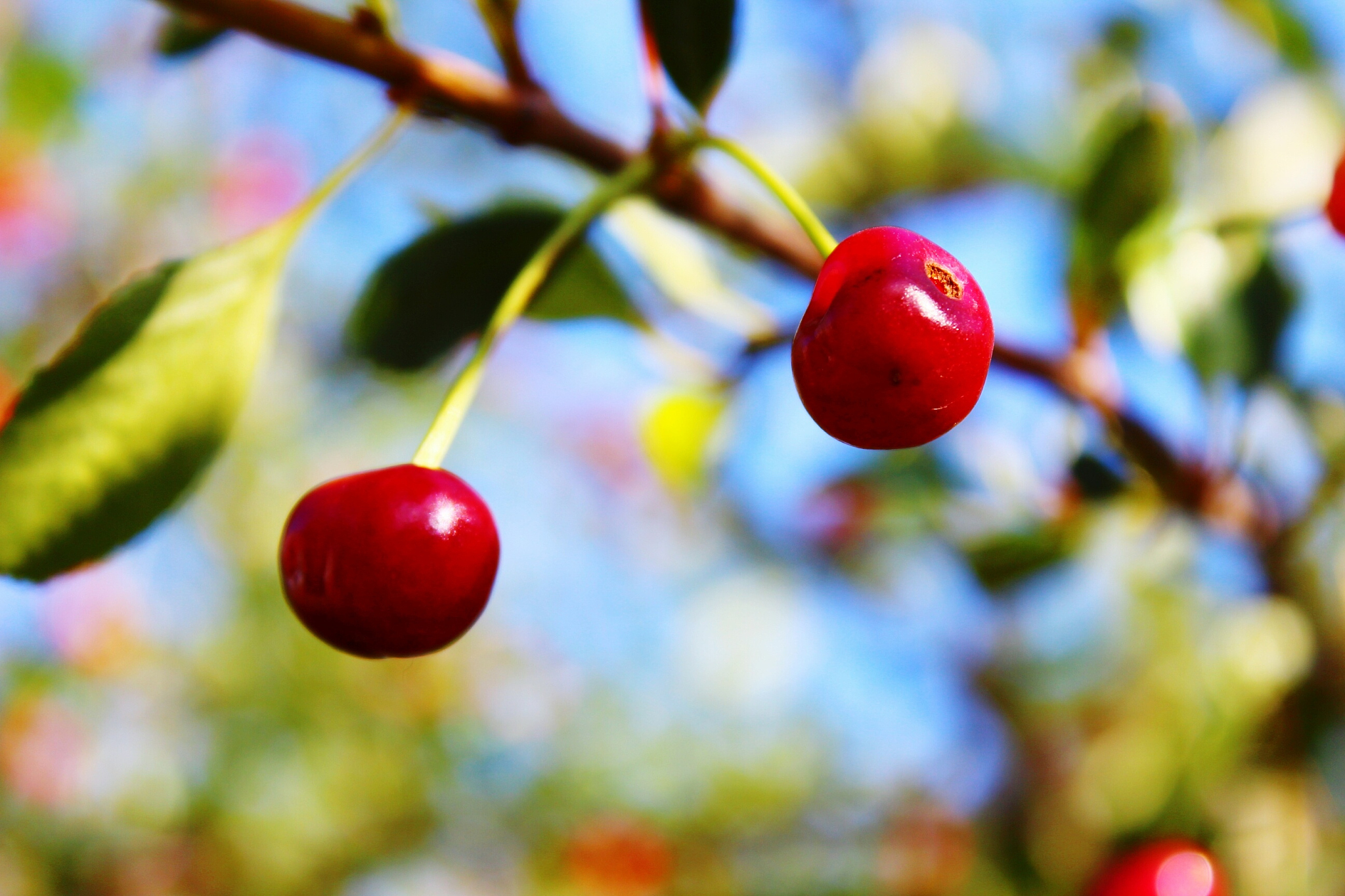 low angle view of red cherry hanging on tree