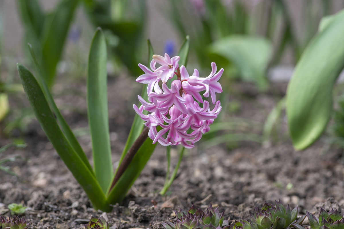东方风信子(hyacinus orientalis)的早春开花植物,在花园中观赏开花群