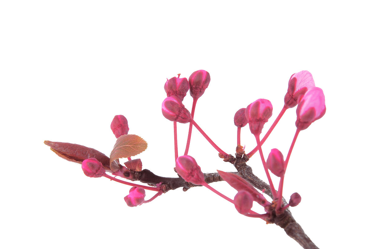 樱花世界模拟器更新日志：新增樱花种植、节日活动、地图和社交功能！