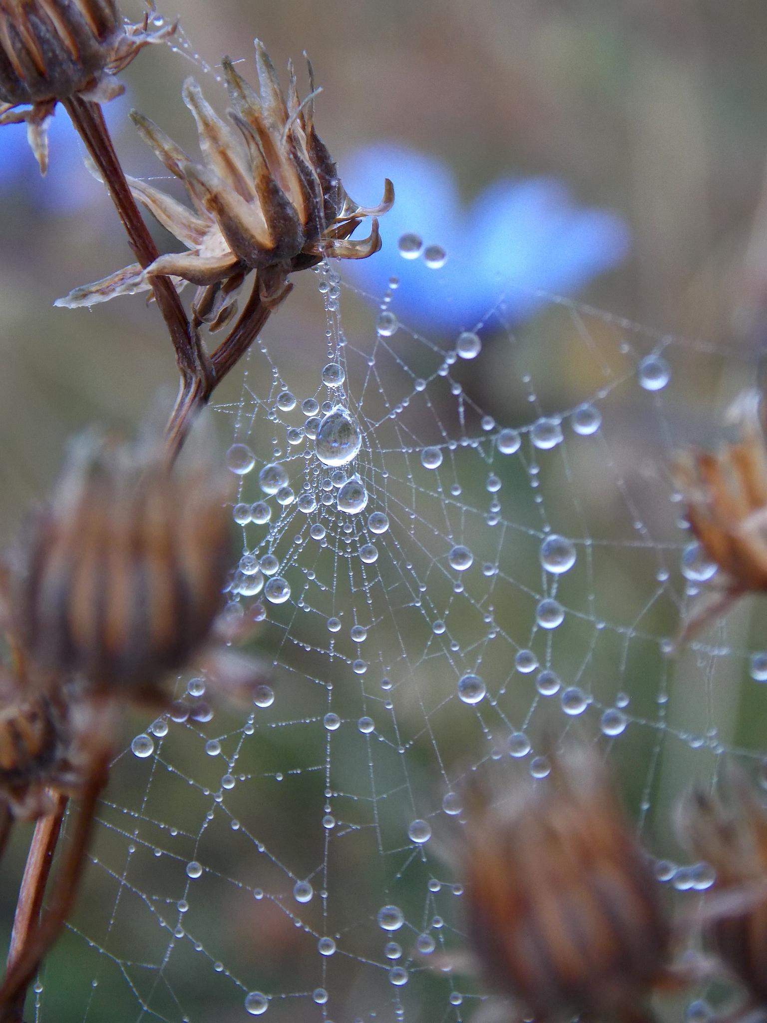 雨滴为什么打不死蚊子