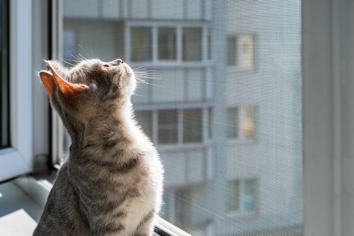 猫咪为何爱高处？揭秘猫咪的“高处癖”！