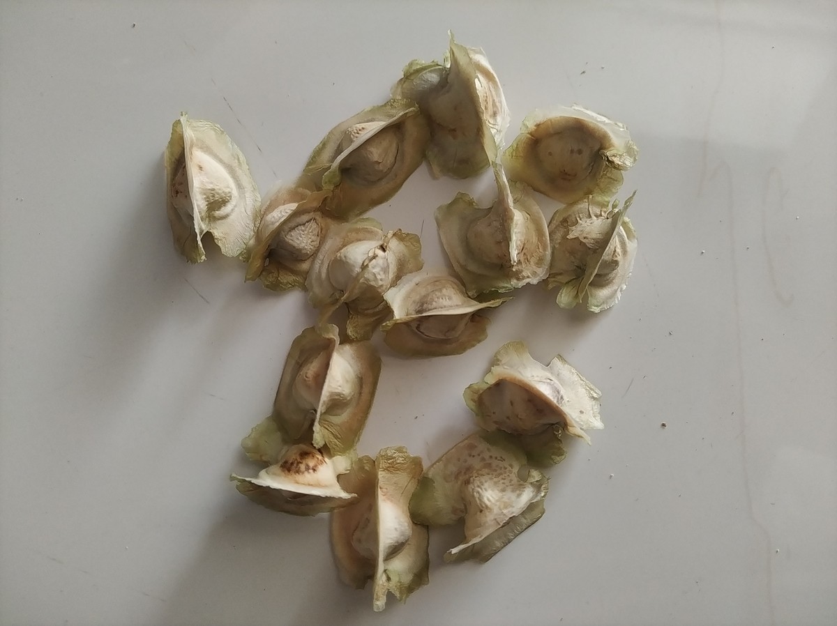 法半夏有什么作用