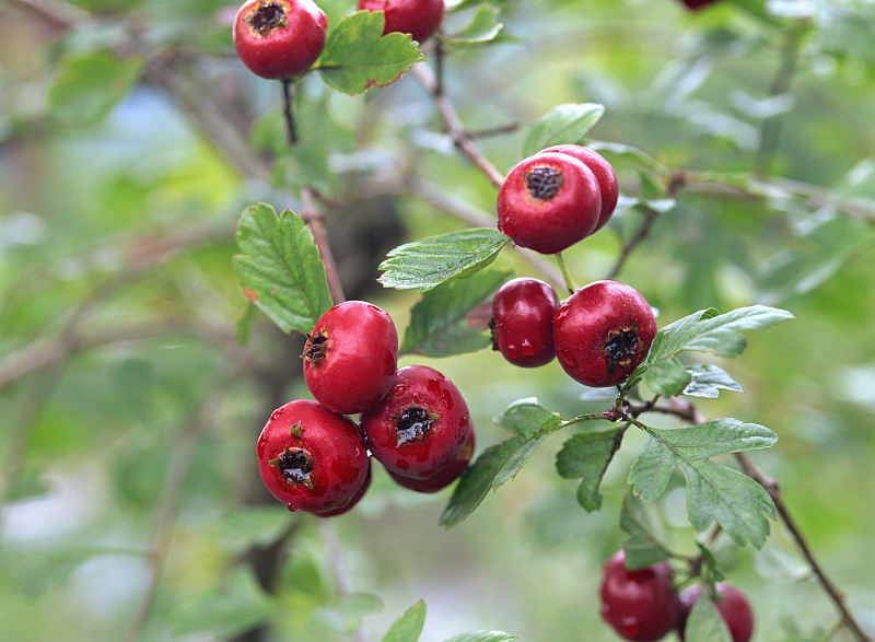 hawthorn red berries on tree