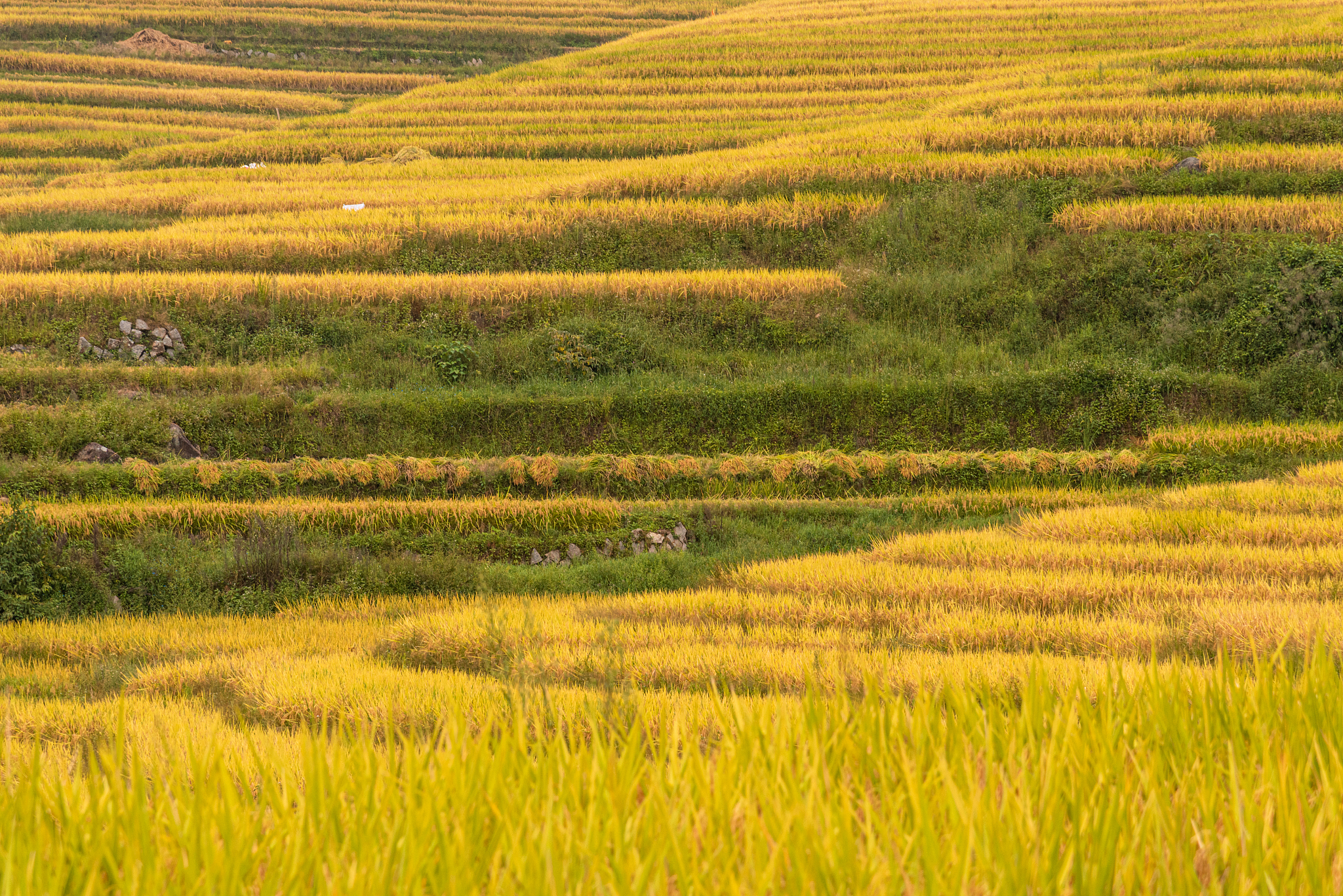 平畴交远风良苗亦怀新描绘了一幅怎样的画面