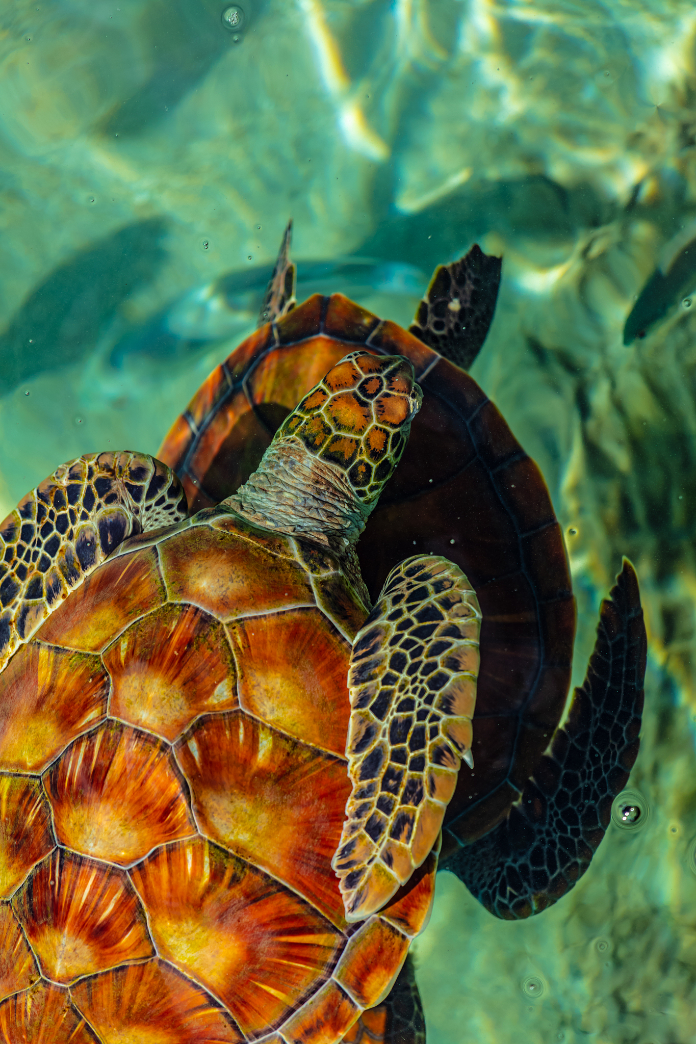 turtle