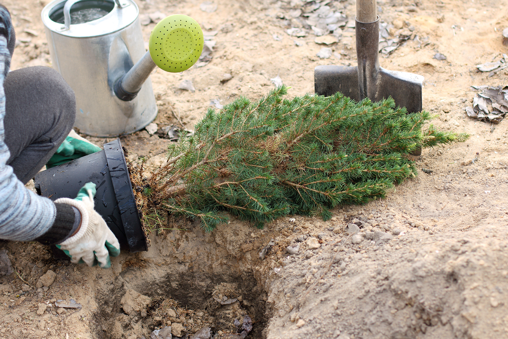 泥炭土用量计算：一包300升能种多少棵树？