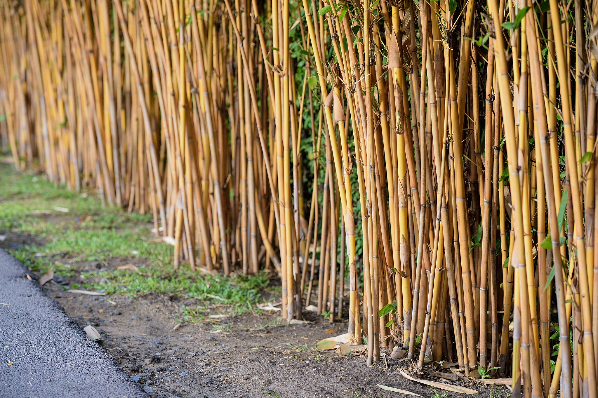 bamboo