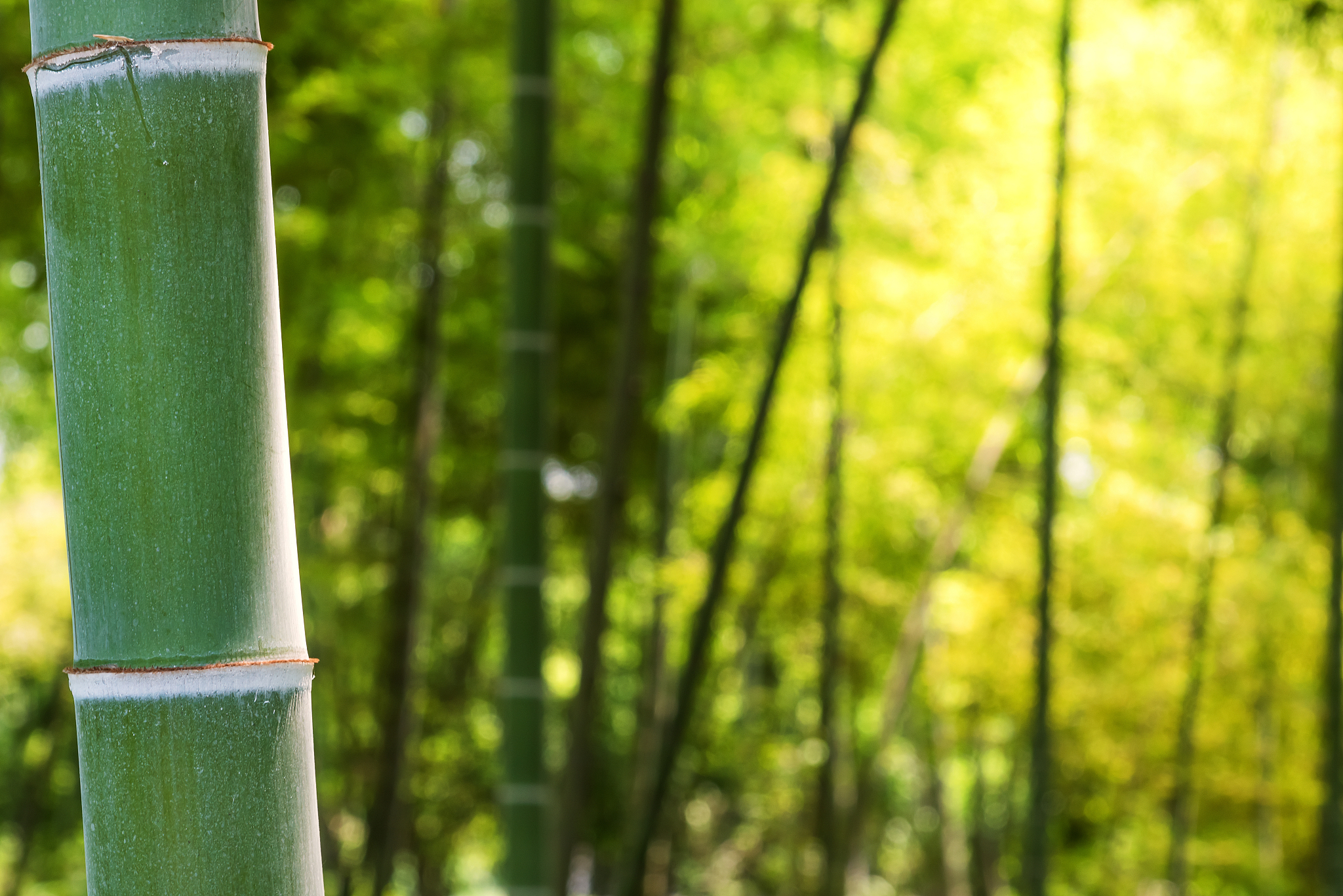 bamboo