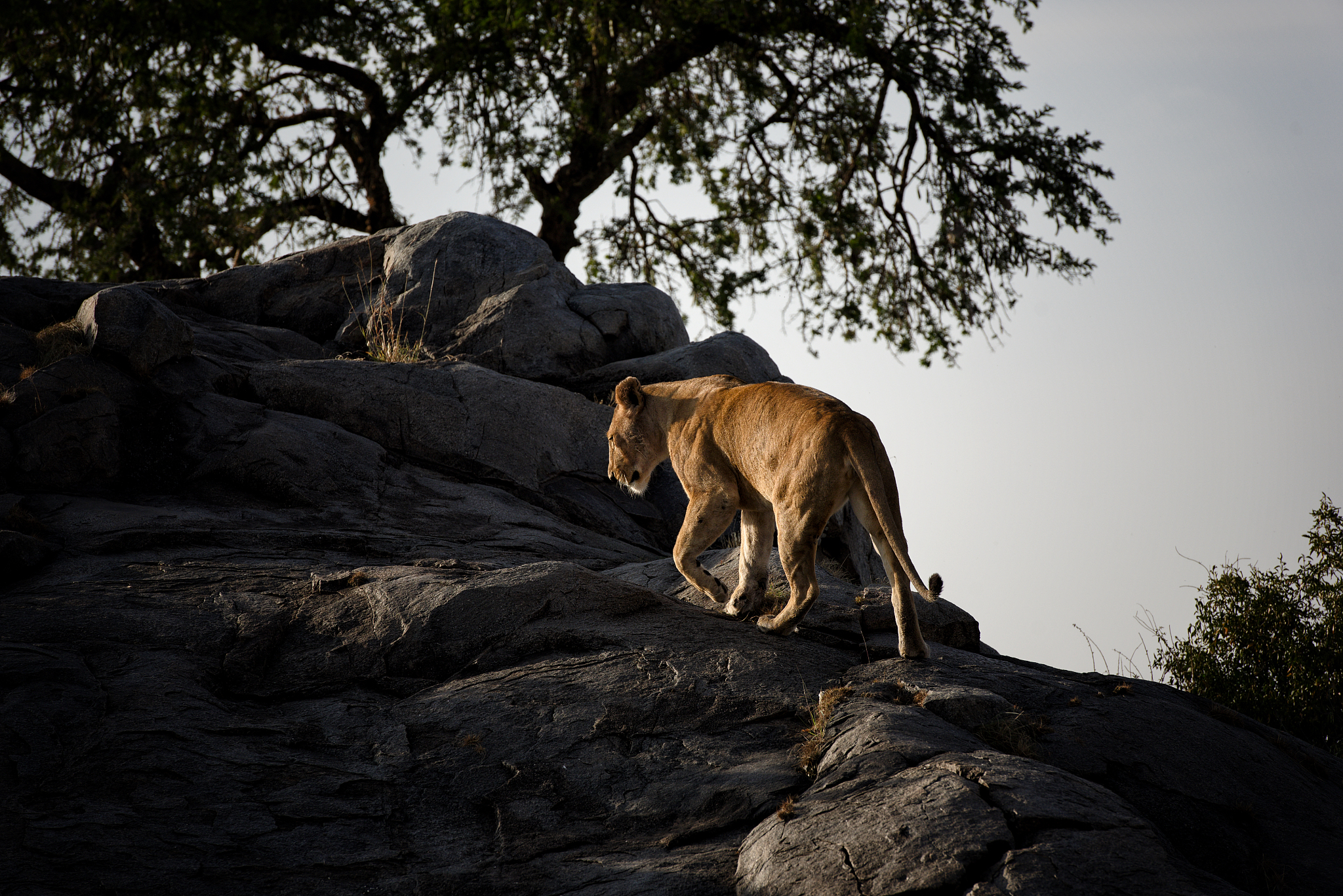 herd of lionesses with their cubs resting after a hard night of 