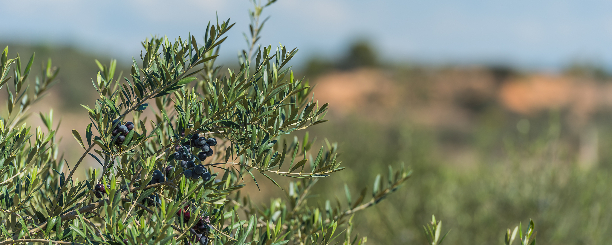 楚雄农业学校园林技术专业怎么样？优势分析及就业前景
