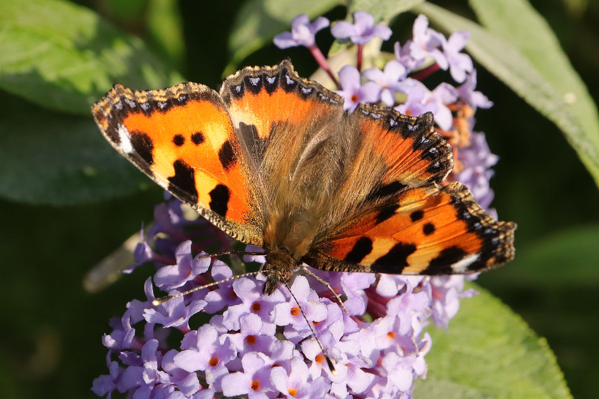 《贪吃的小虎鲸》乐比和悠悠在海底探险但发现身边的工具和用品频频失踪而嫌疑人就是在附近游水的虎鲸宝宝。可虎鲸宝宝不知道把那些东西藏在了哪里到处都找不到。结果虎鲸宝宝突然肚子痛了起来原来是都被他吃了下去。乐比想了办法用臭袜子让虎鲸宝宝都吐了出来。虎鲸宝宝得到了教训也科普了自己的知识。EP29《贪玩的小海龟》乐比悠悠在海里遇见了一只落单的小海龟了解到了海龟与陆龟的区别并帮助小海龟顺着洋流找妈妈。以上内容撰写脚本