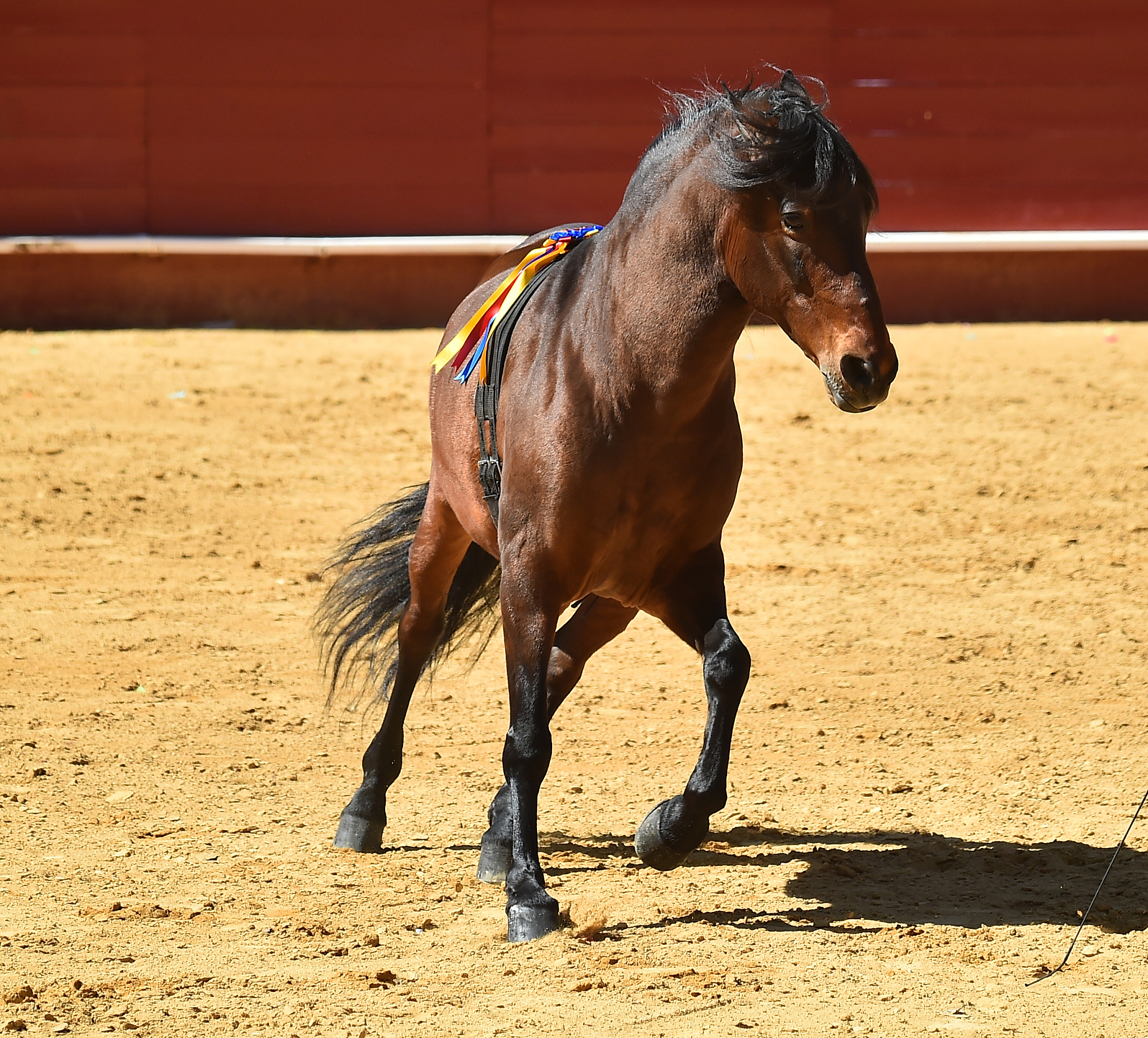 horse