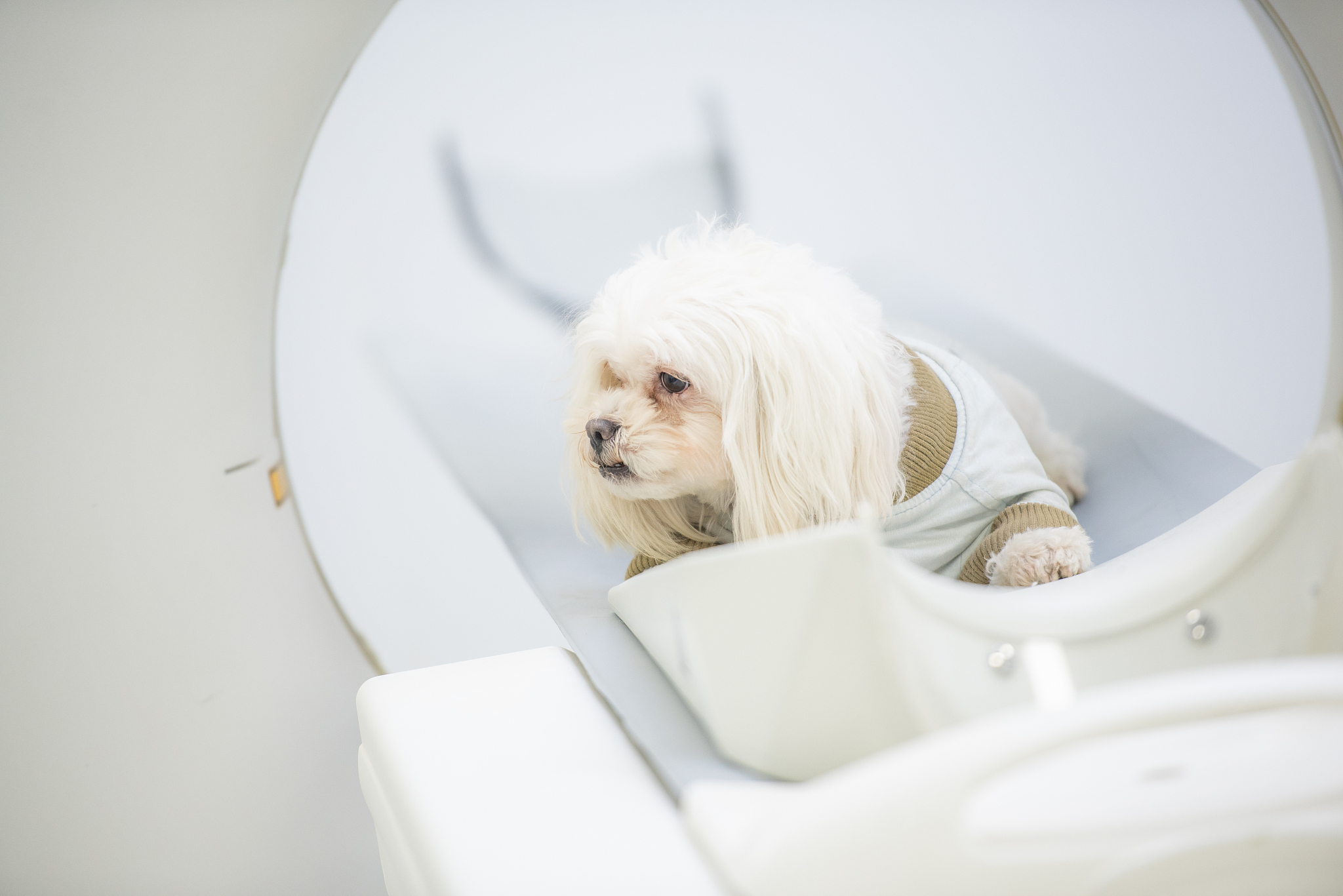 你是一个宠物专家熟悉各种宠物习性我希望用你的专业知识帮助我解决一些宠物相关的问题并已文章的形式呈现文章要做好问题关联细分并详细说明字数最好不低于1000字。特别注意在文章中不要出现首先、其次、最后、接下来、综上所诉字眼。现在根据这个标题：宝宝接触狗狗后发烧怎么办？