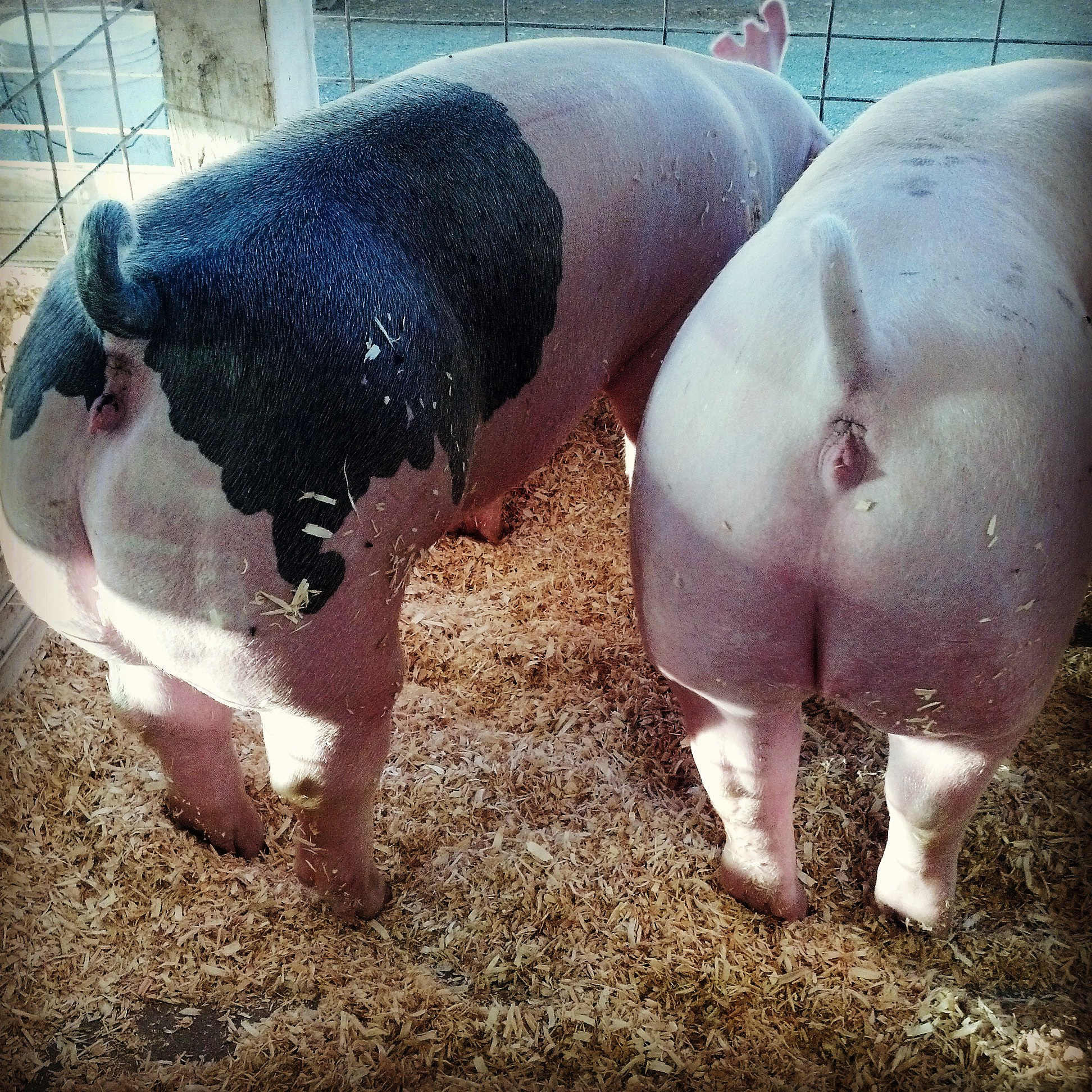 有效预防猪脓包问题：6个实用方法