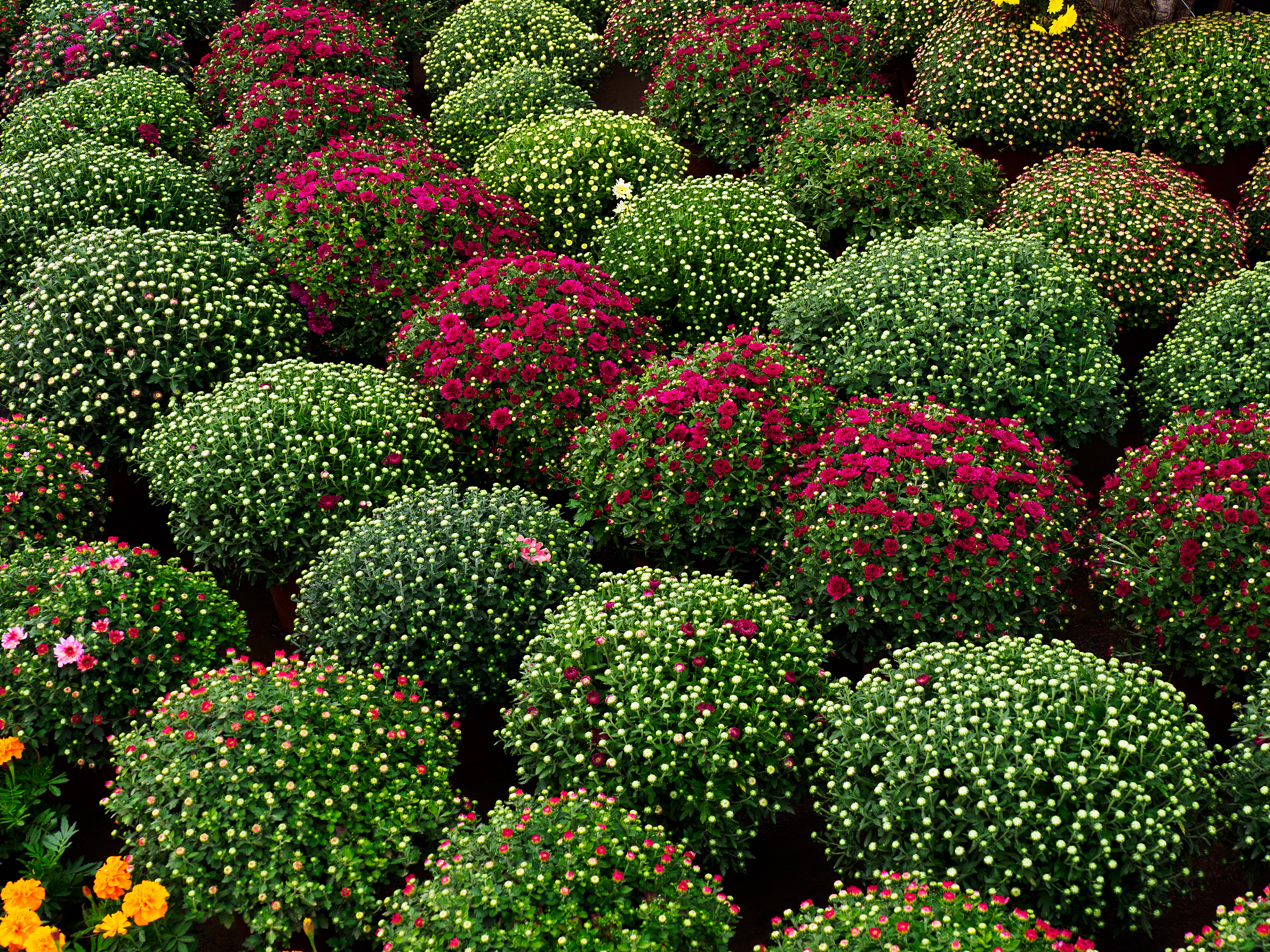 采集植物需要注意什么