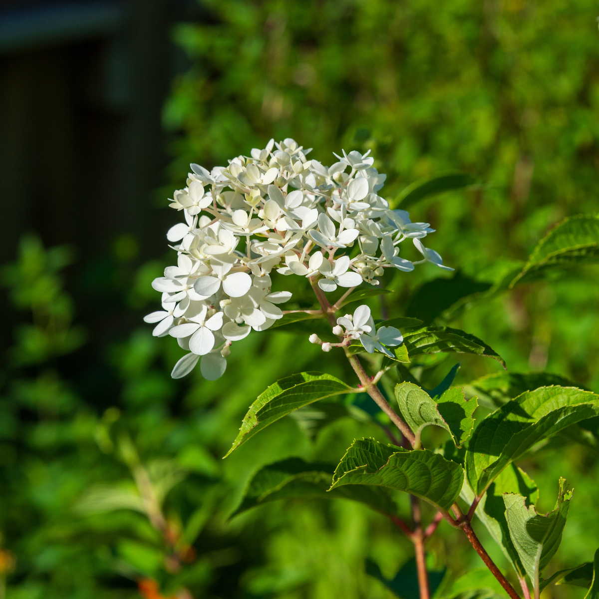 紫丁香颜色：为何多为白色？