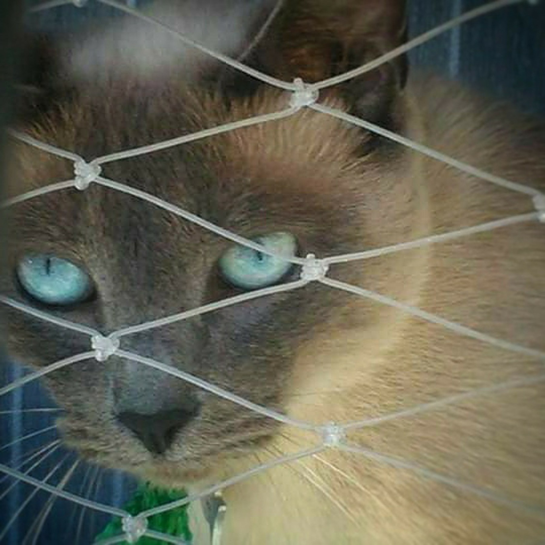 宠物绝育可逆吗？ - 反向结扎术详解