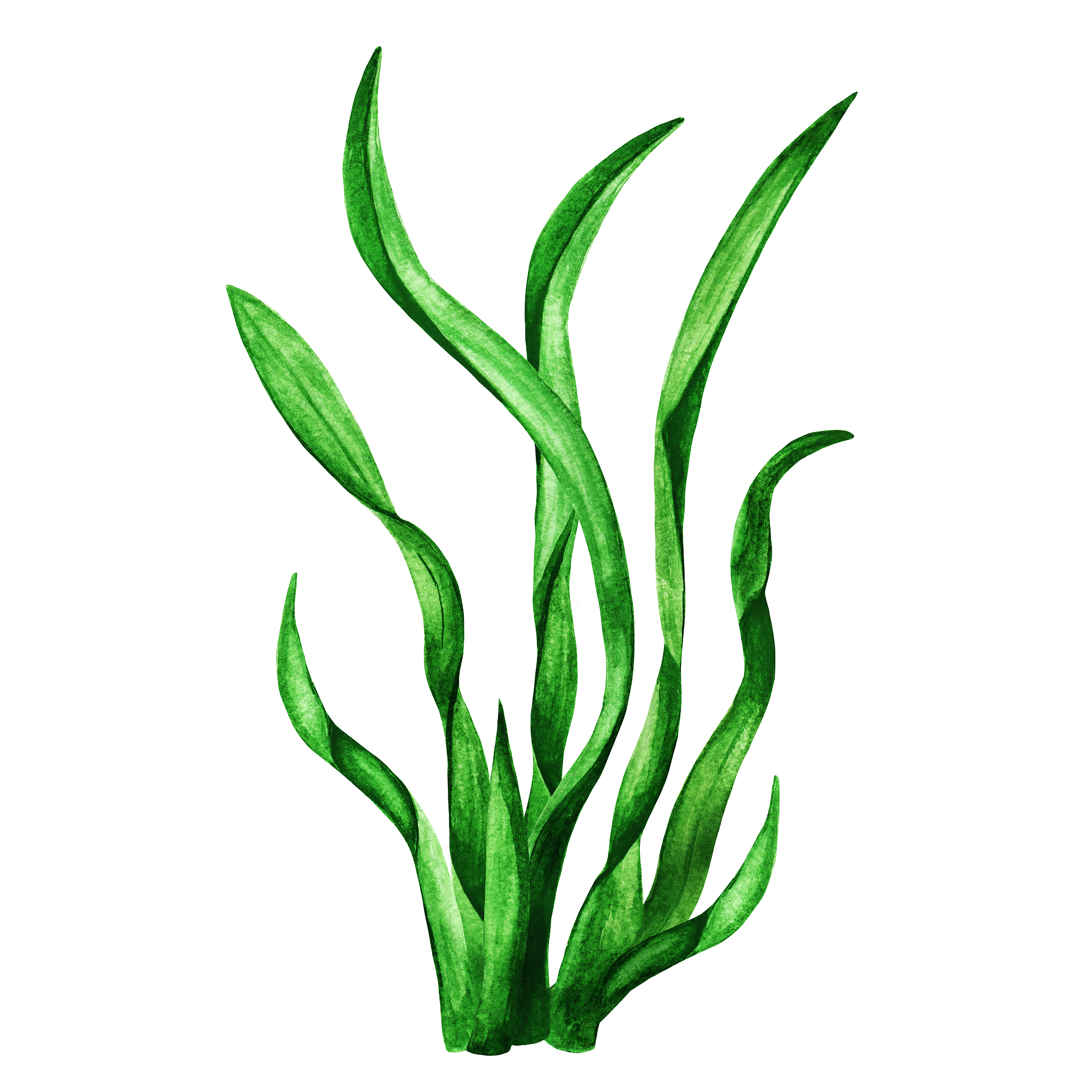 nori. watercolor seaweed