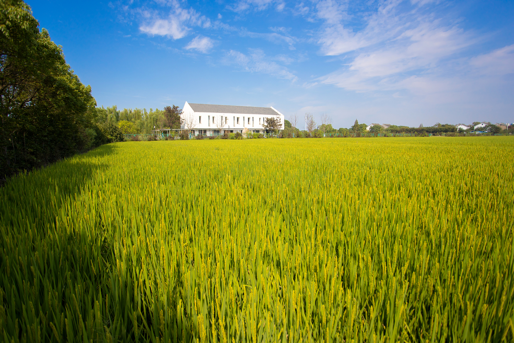 用七百字描写农村景色包括稻田