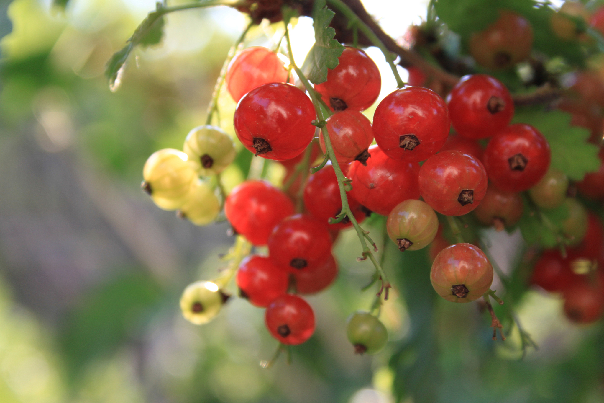 red berrie plant
