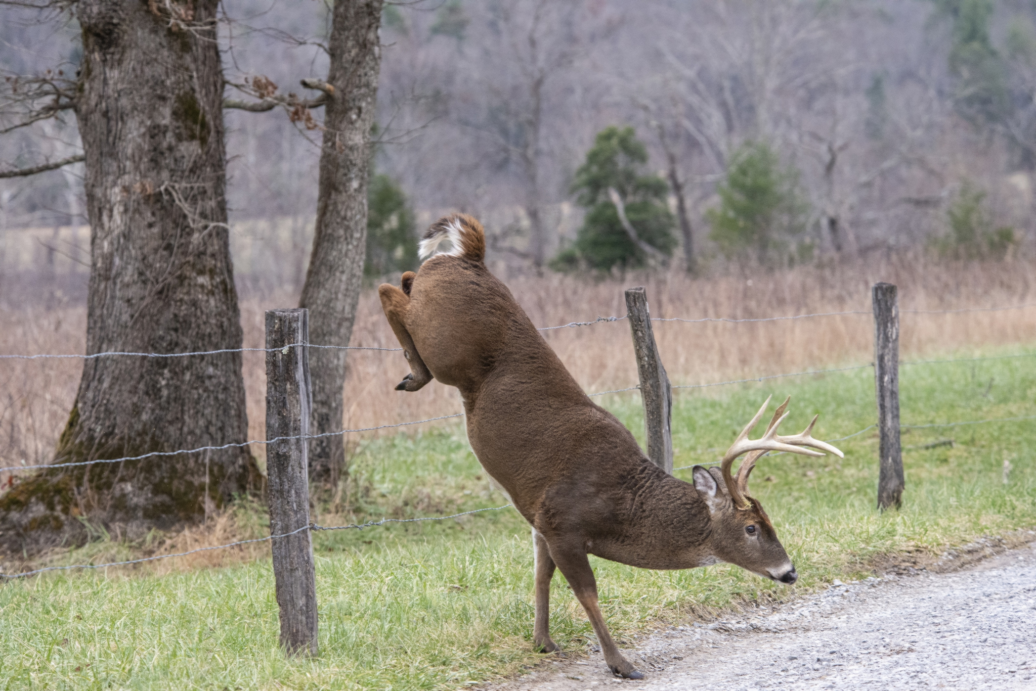 英语翻译王维的古诗鹿柴