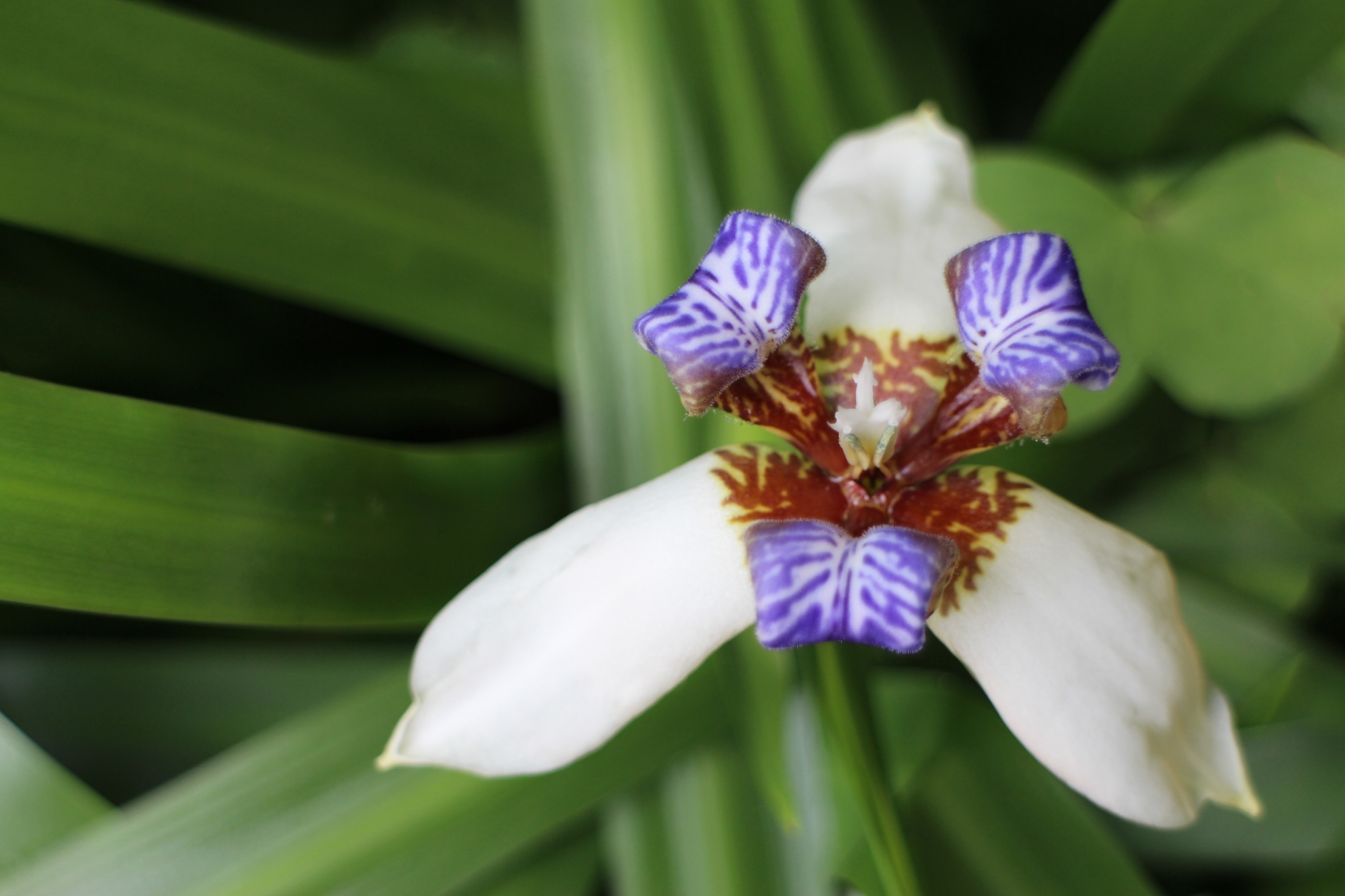walking iris