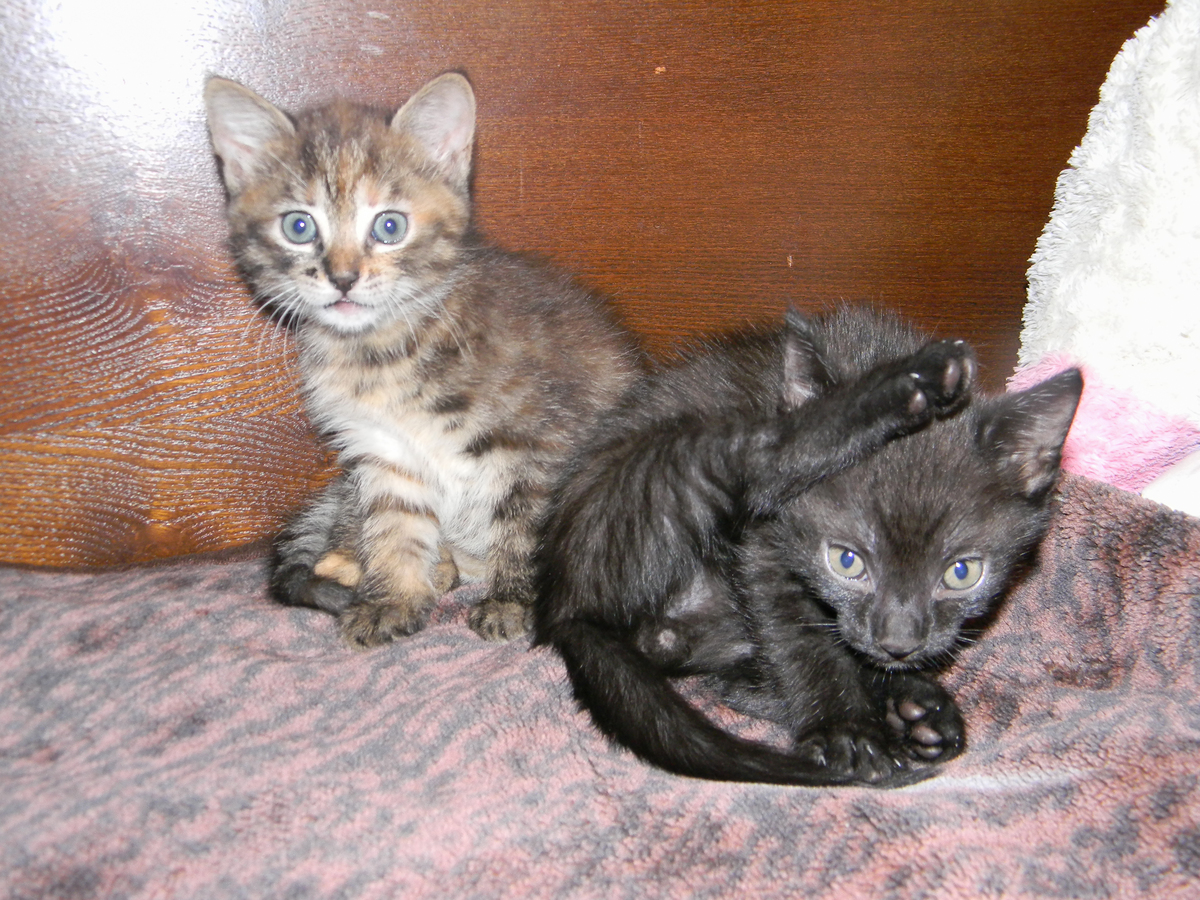 用专业的中文润色以下文本：猫鼻气管炎病毒又称猫疱疹病毒I型FHV-1是猫病毒性猫鼻气管炎的病原临床上可引起猫的急性上部呼吸道感染。有些猫感染后不显临床症状而呈隐性感染但仍能向外排出病毒。猫感染本病后病毒能在病猫鼻腔、咽、喉、气管、结膜和舌上皮细胞内繁殖并随其分泌物排出到体外。健康猫接触了被病毒污染的饲料、水、用具和周围环境时就可发生本病。本病成年和幼龄猫均易发生幼仔感染后严重时引起死亡。