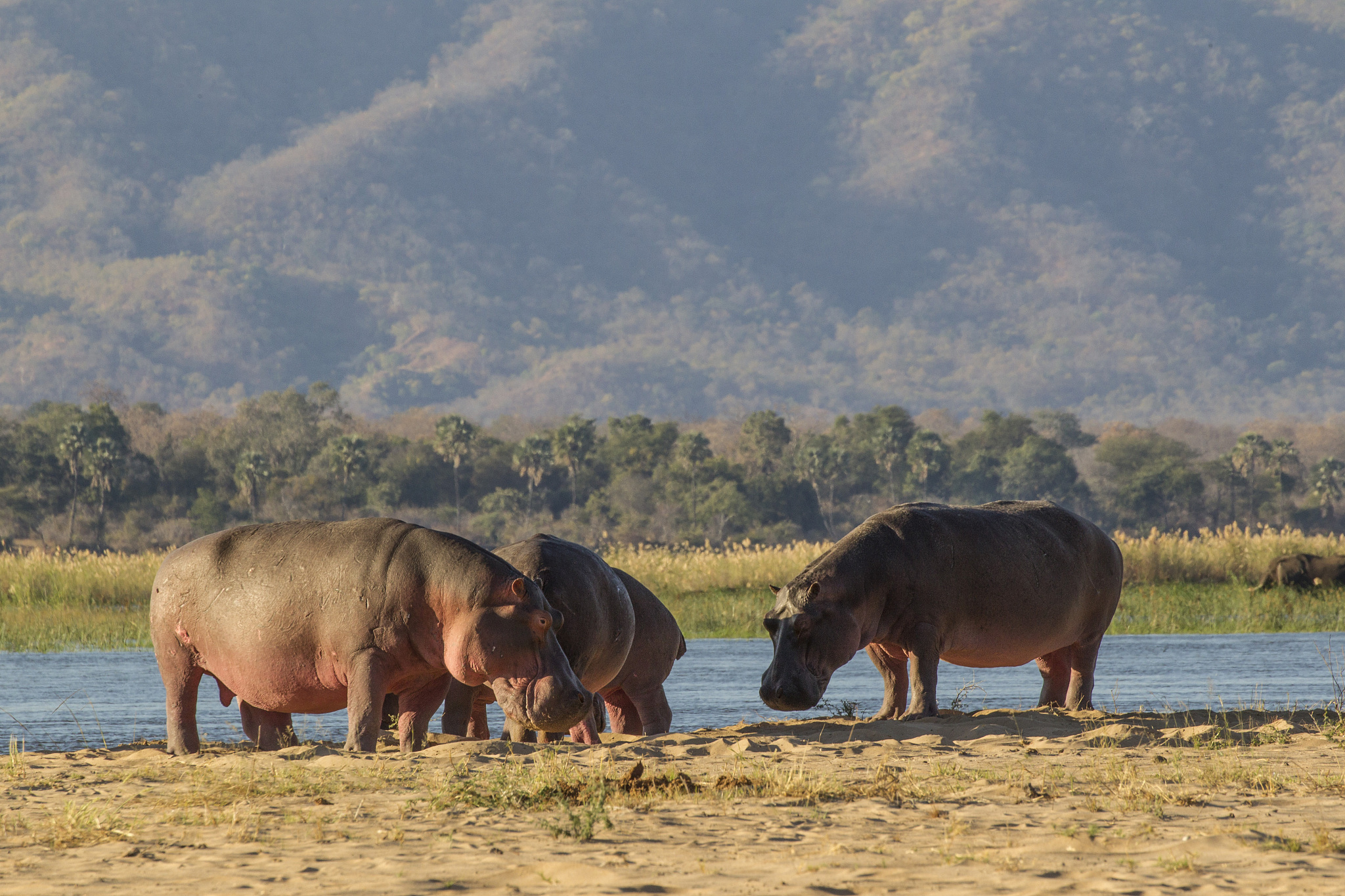 hippopotamus (hippopotamus amphibius), mana pools, zimbabwe