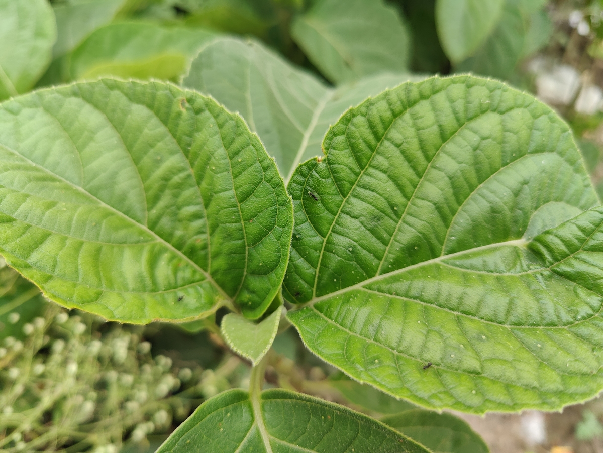 陈皮叶子的外形特征 - 中药材识别指南