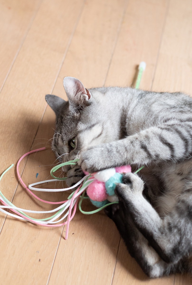 猫咪不停叫着要出门？教你轻松应对！