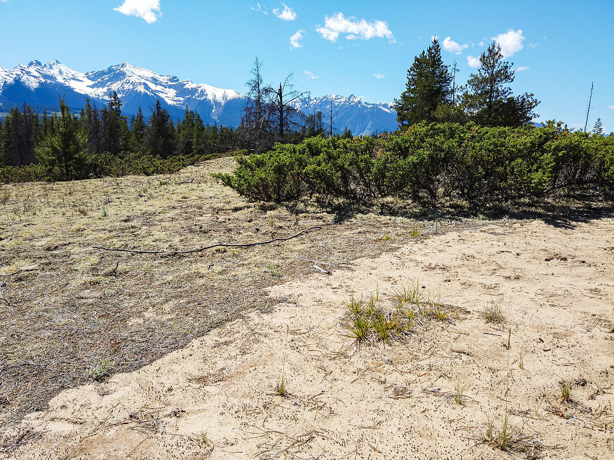 阐述一下土壤生态系统的结构与组成